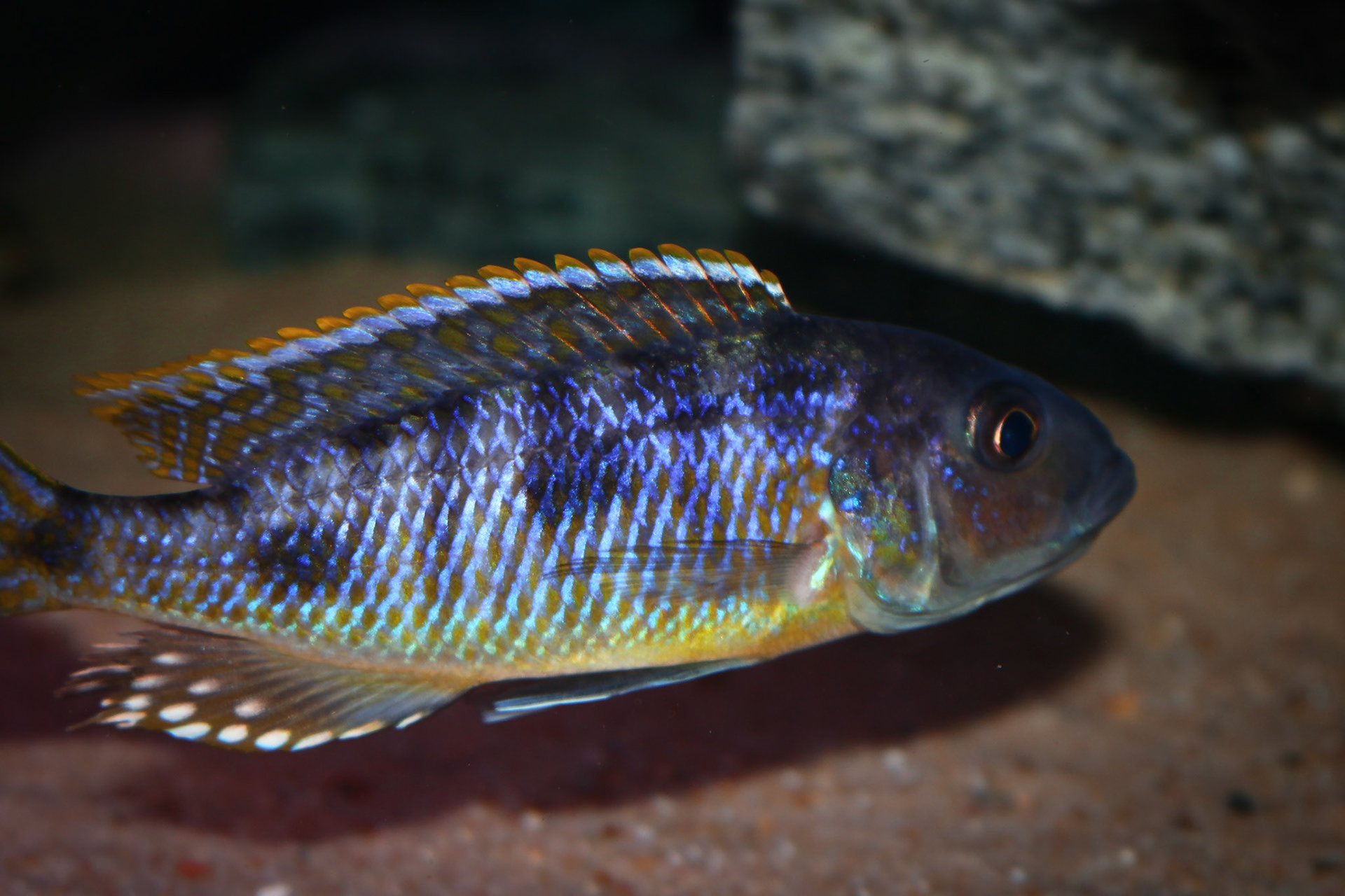 Tonisafricancichlids Stigmatochromis pleurospilus mdoka