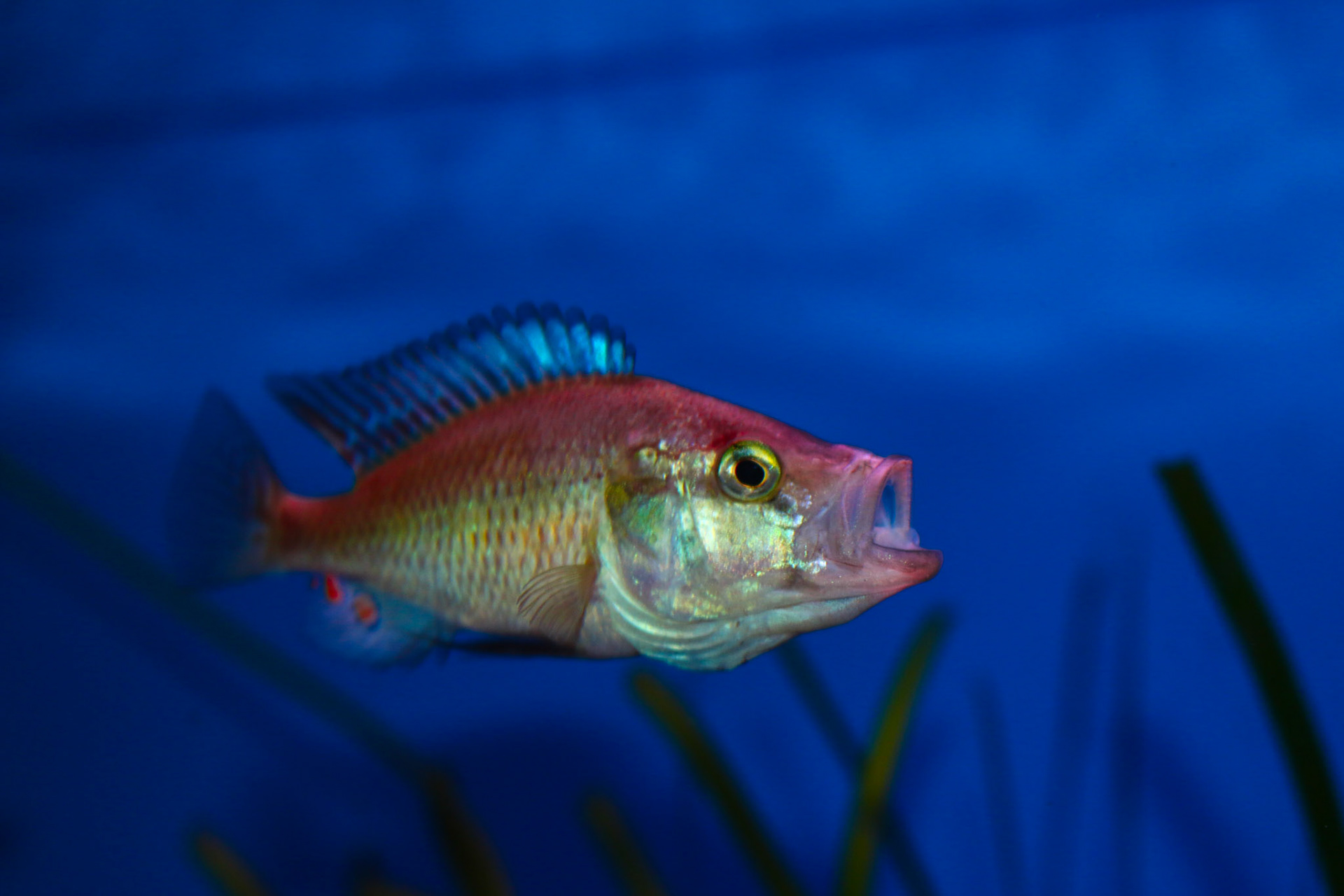 Pyxichromis orthostoma
