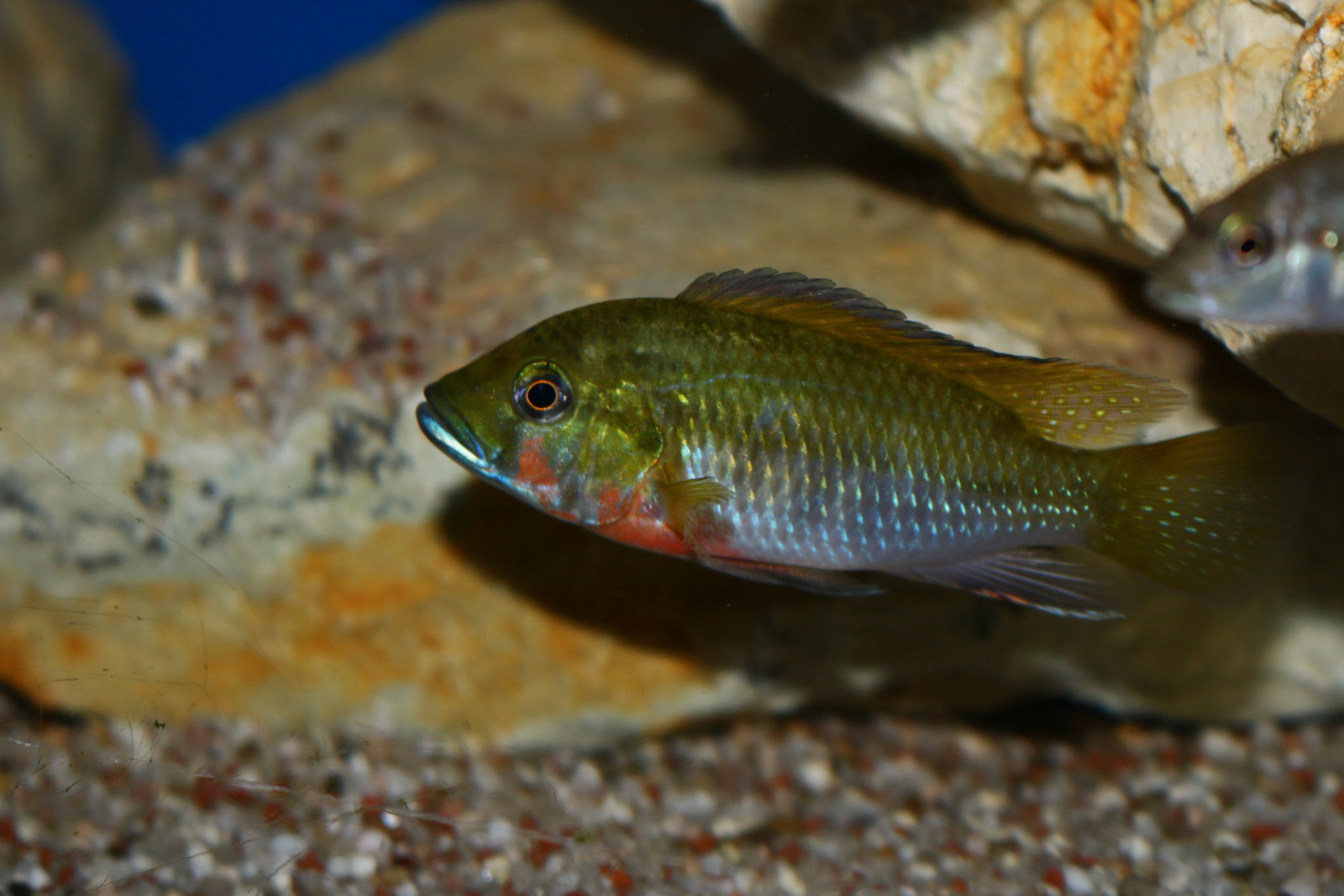 Thoracochromis brauschi