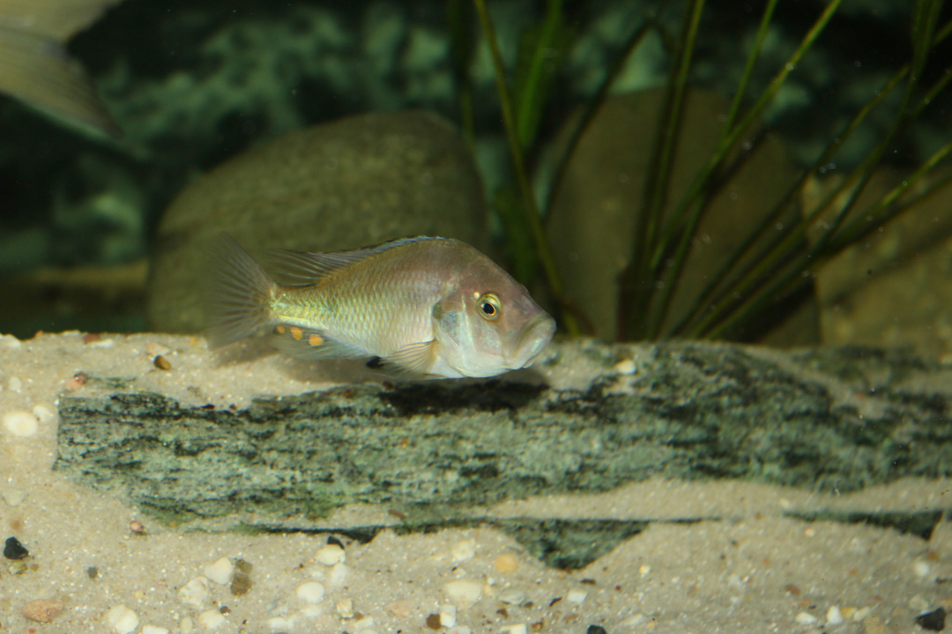 Pyxichromis orthostoma