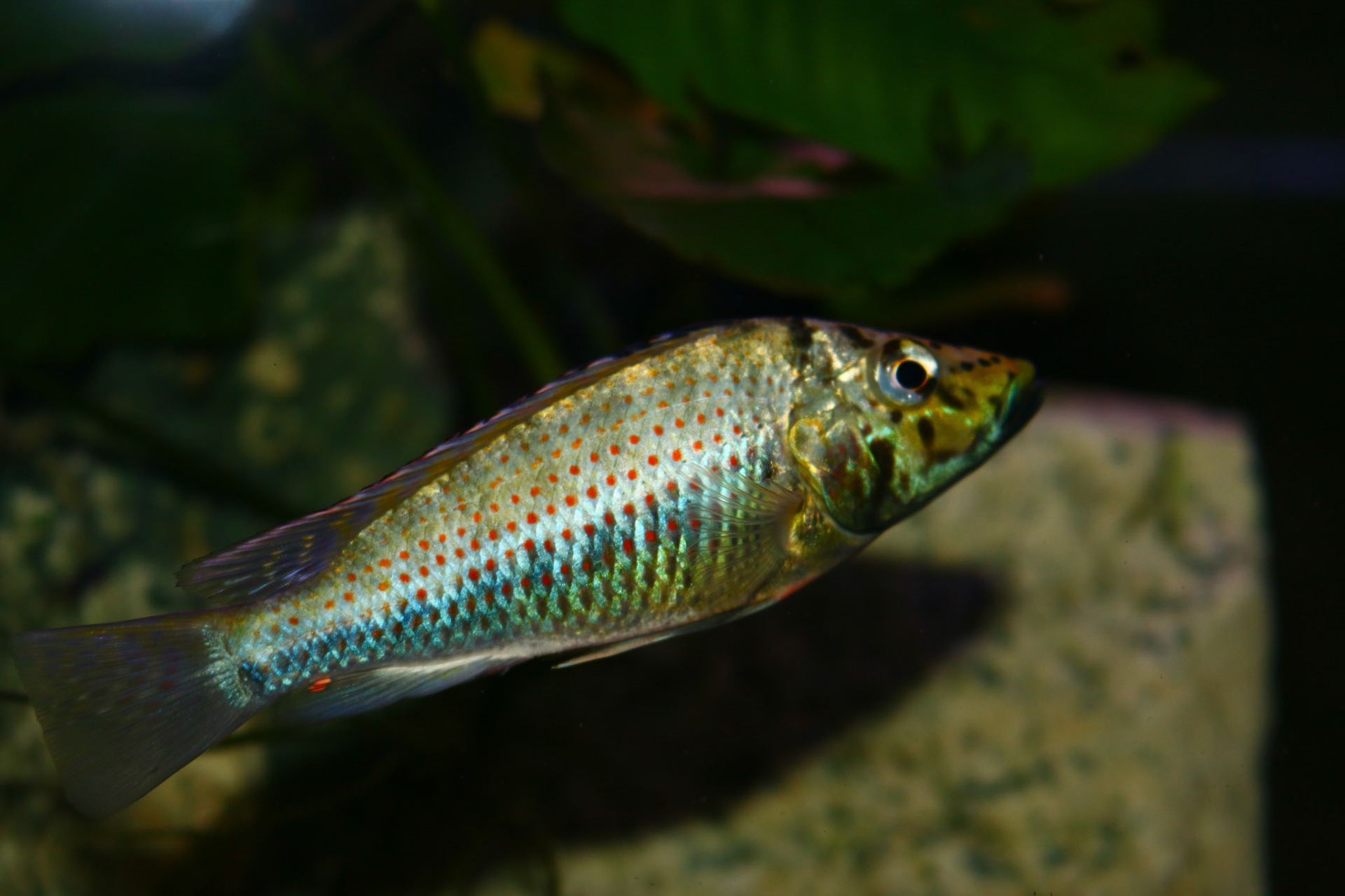 Ctenochromis horei