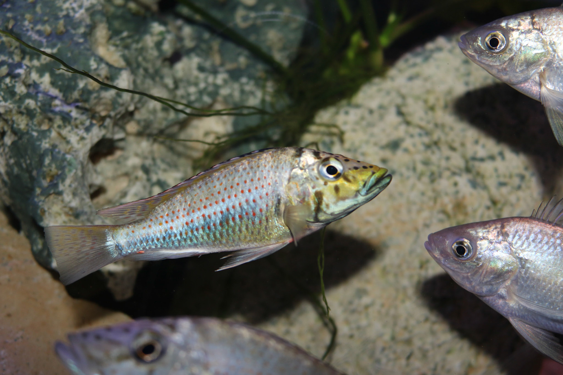 Ctenochromis horei