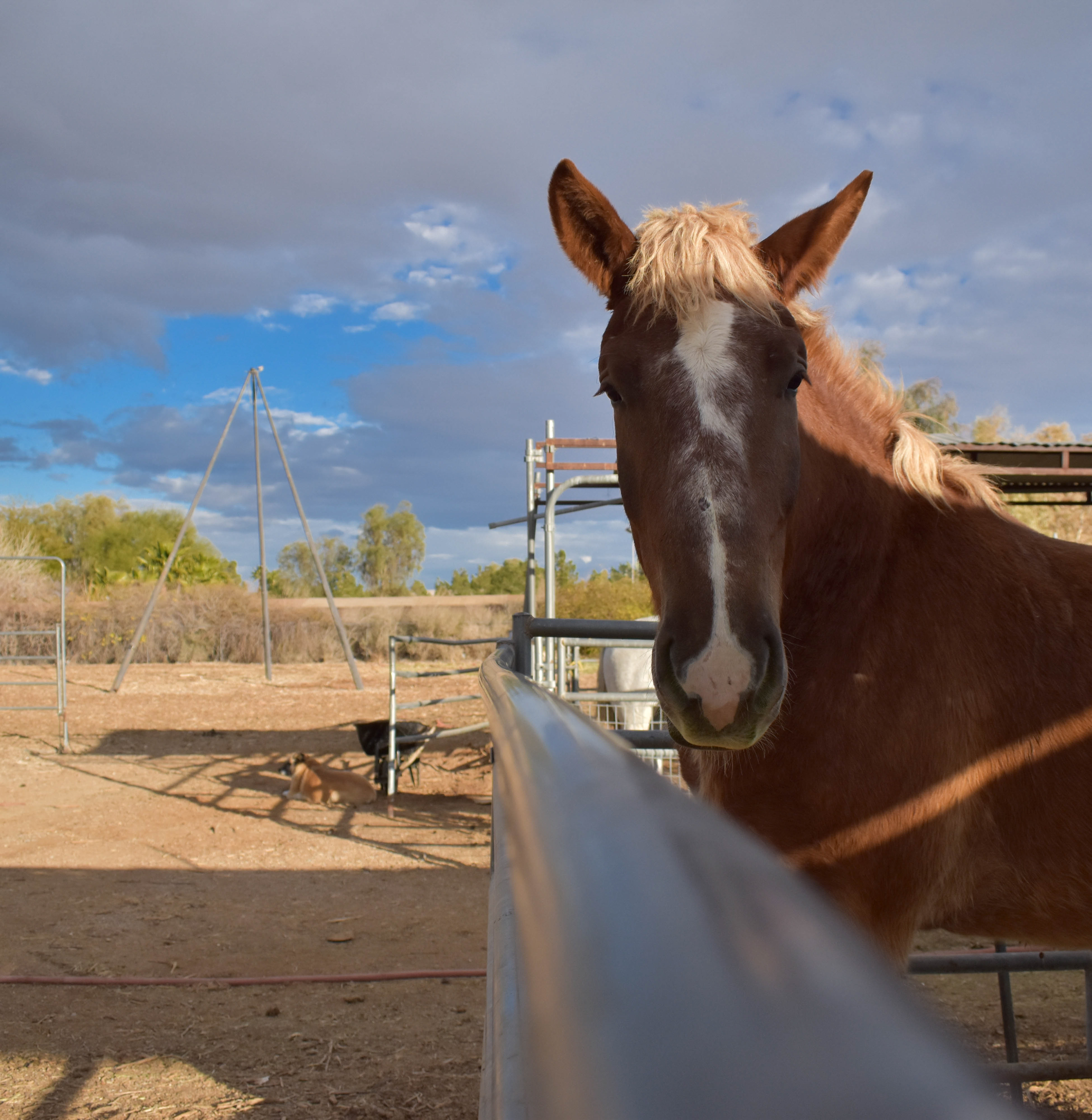 Leading Line to horse