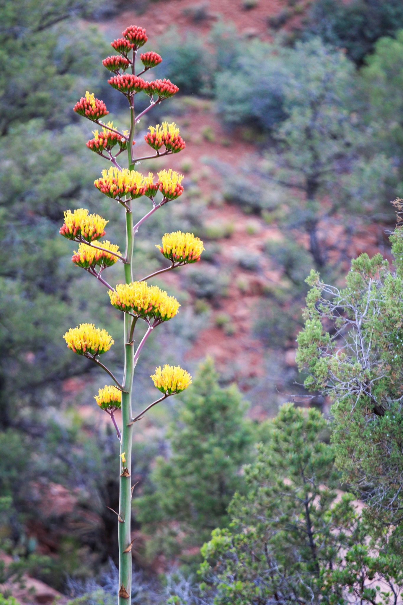 Sedona
