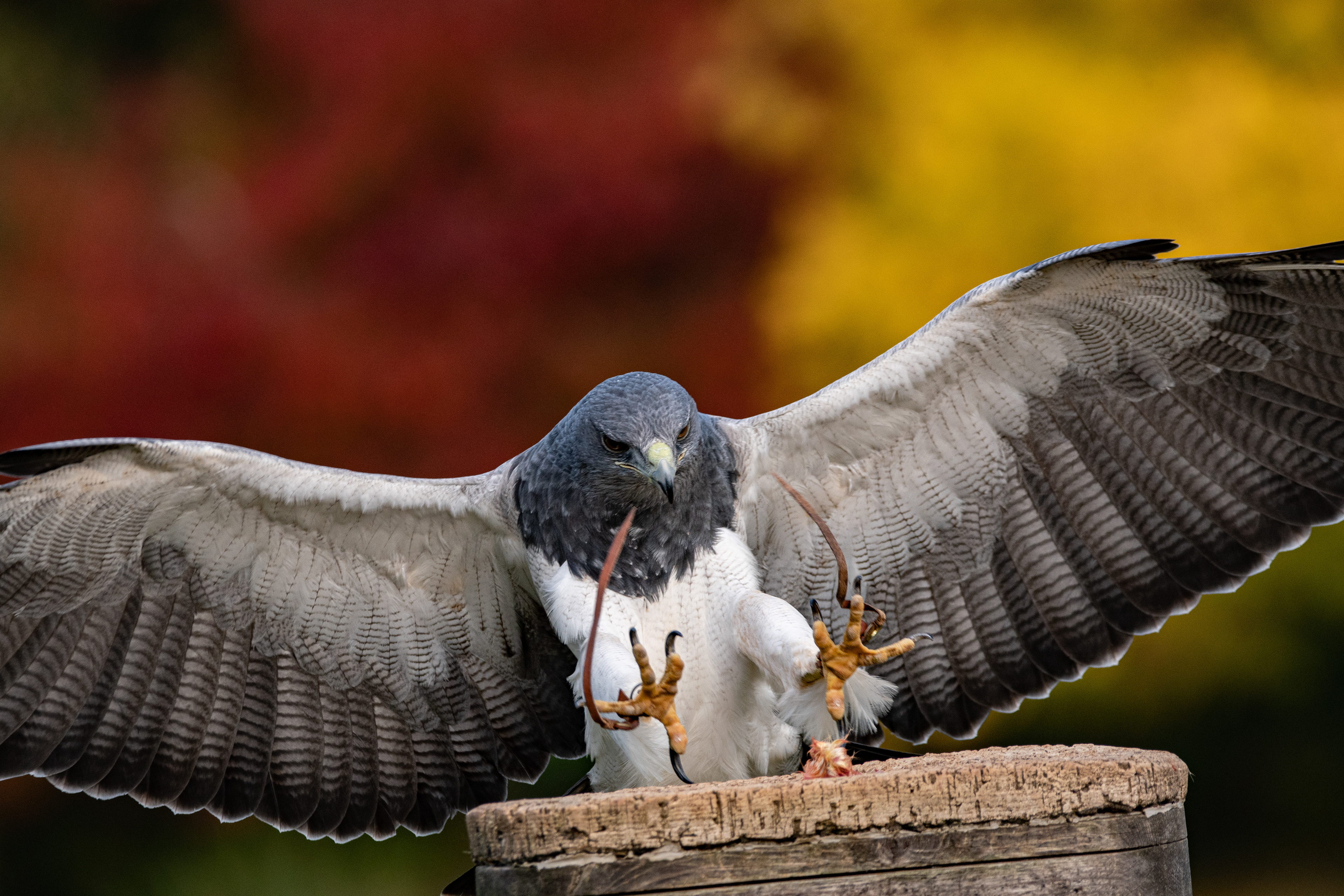 Grey buzzard eagle