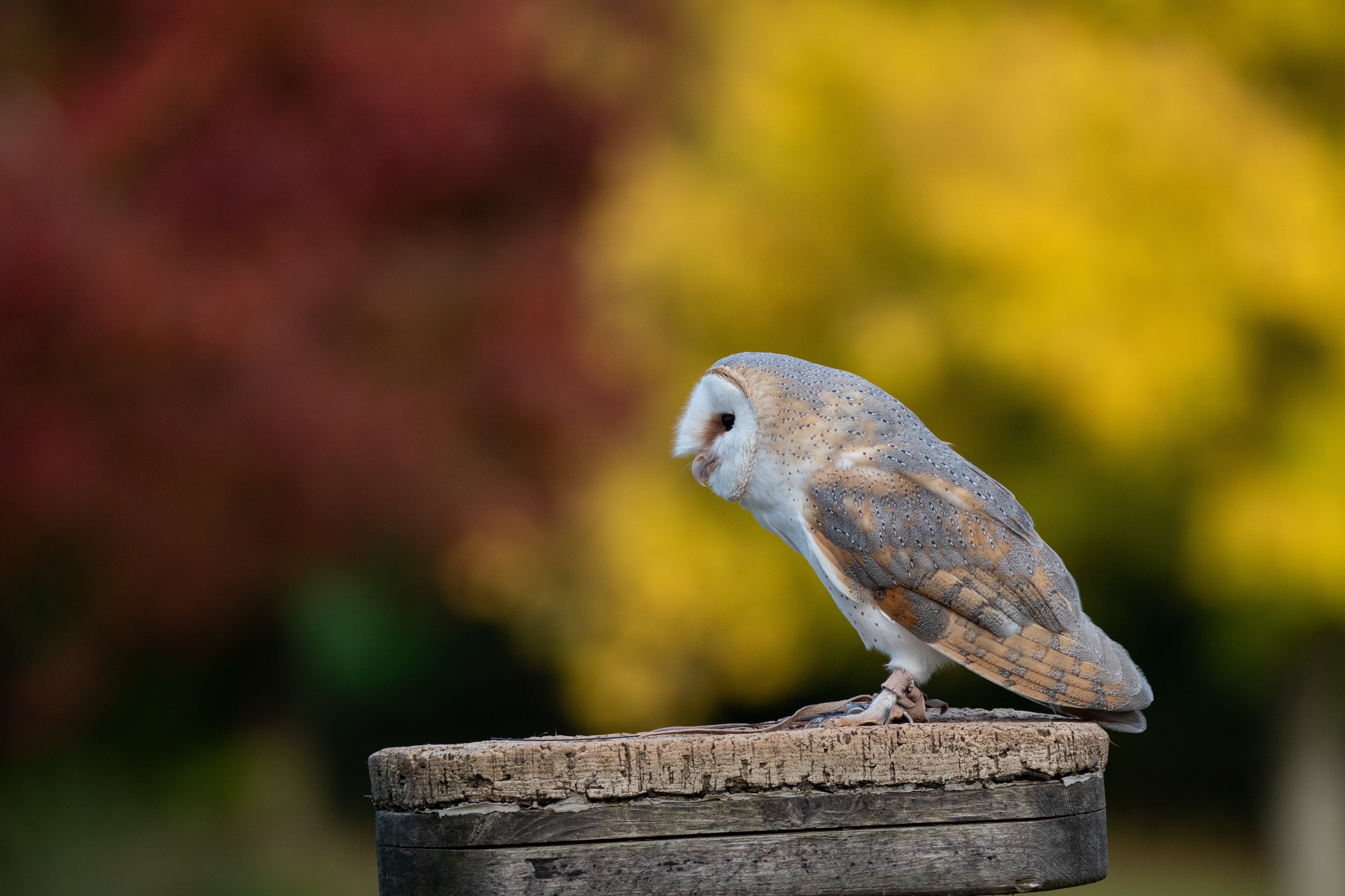 barn owl