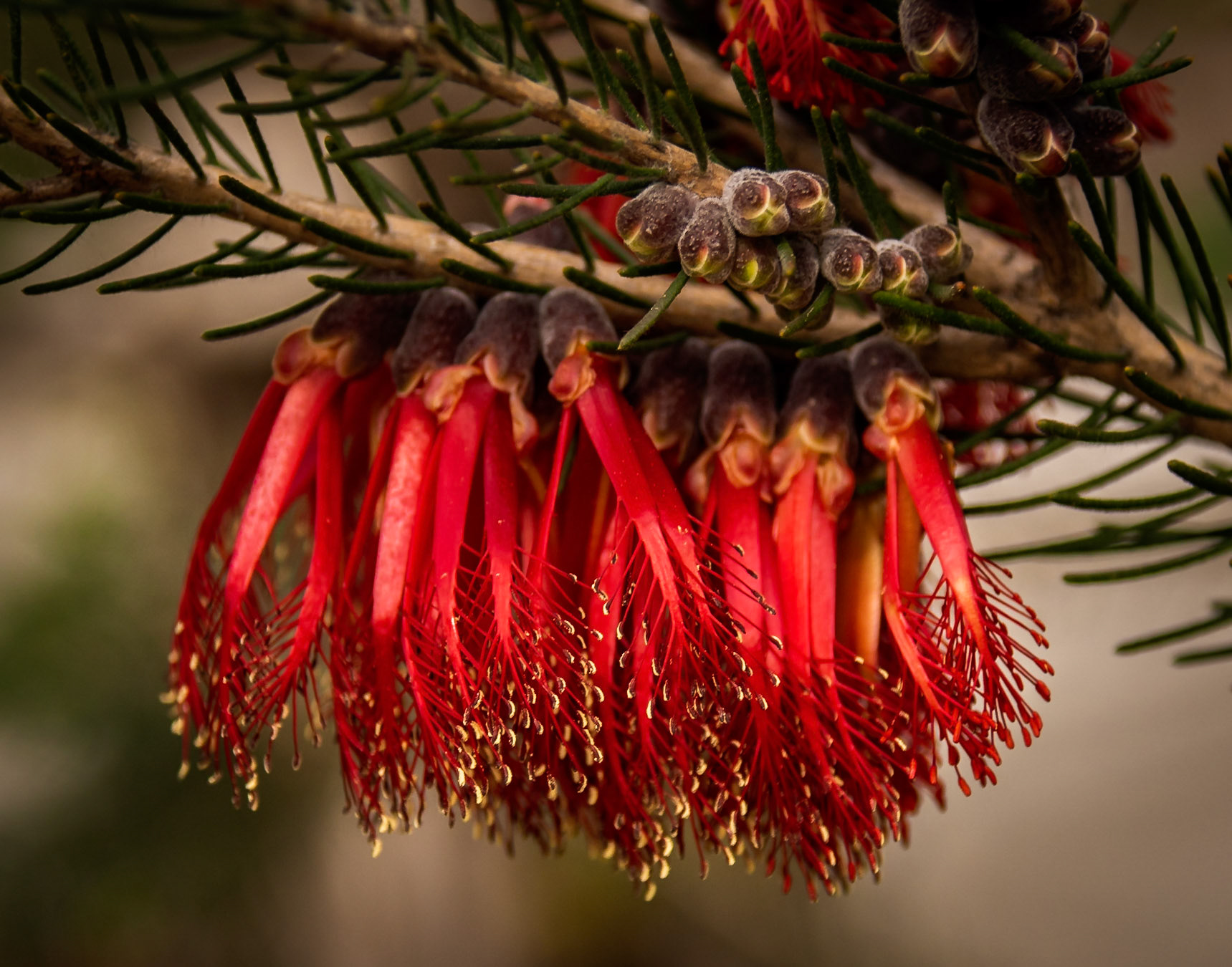 Calothamnus flower - San Diego California