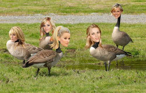 Geese Witherspoon
