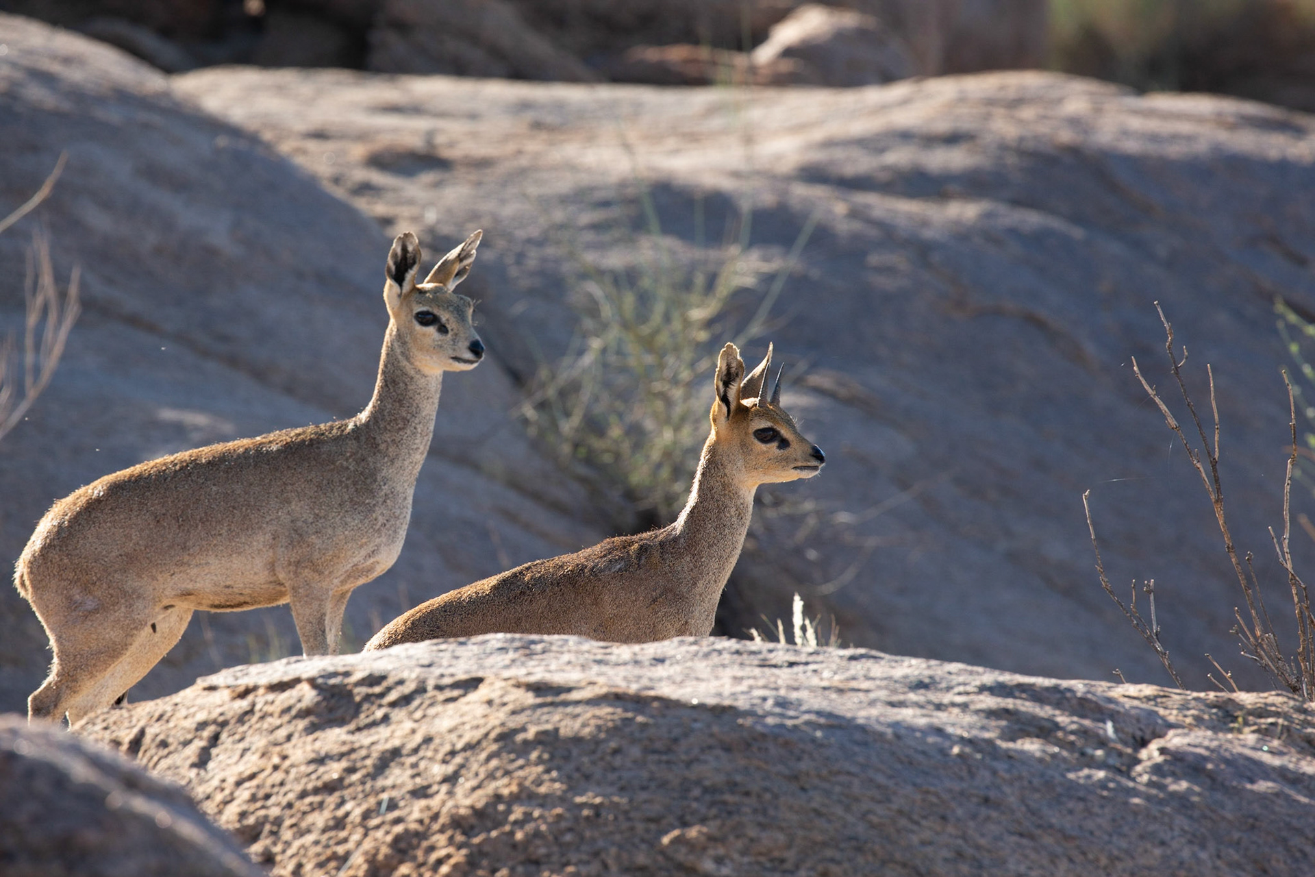 Klipspringer - Augrabies Falls