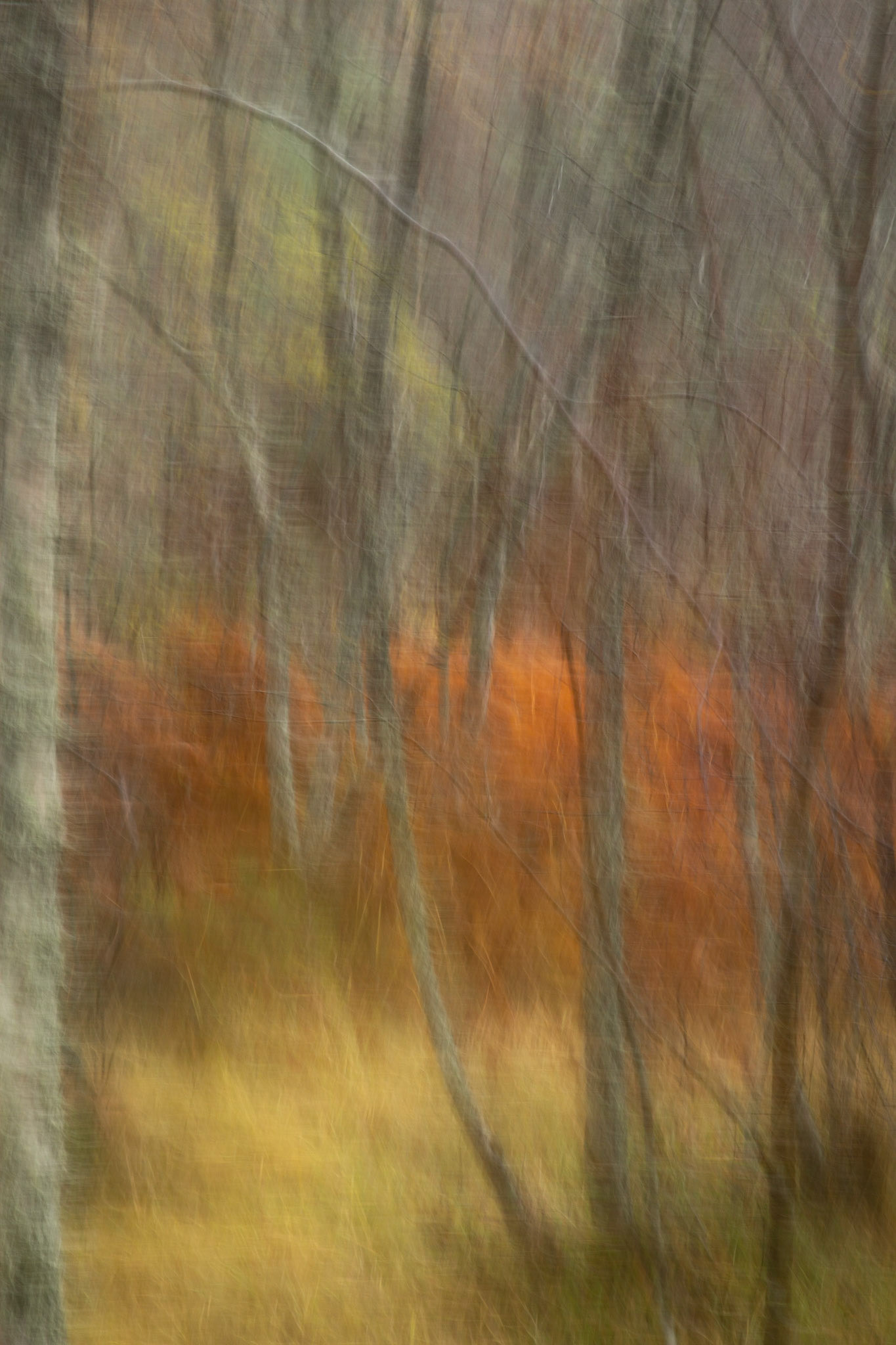 Forest colours