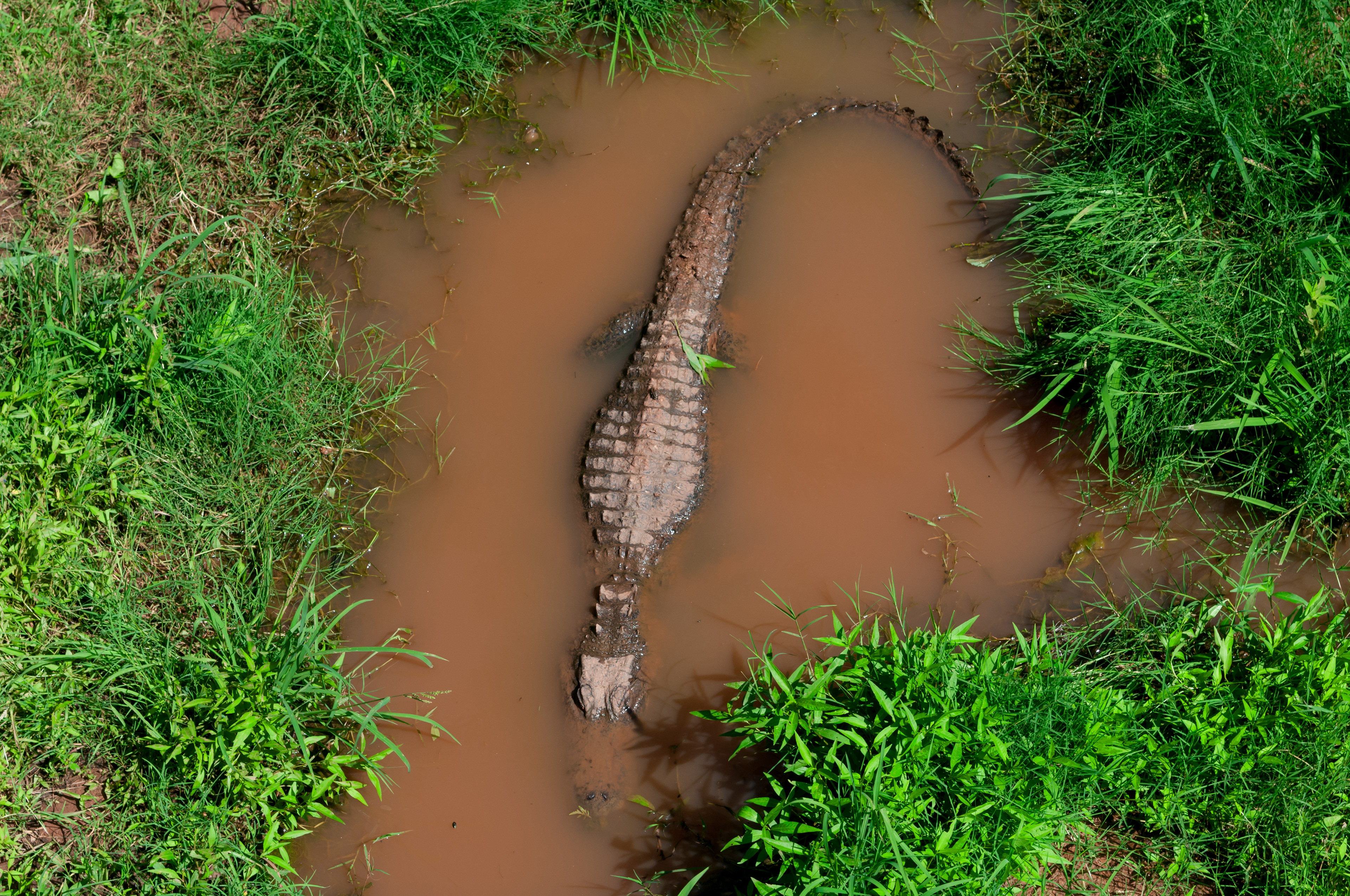 American Alligator (Alligator mississippiensis)