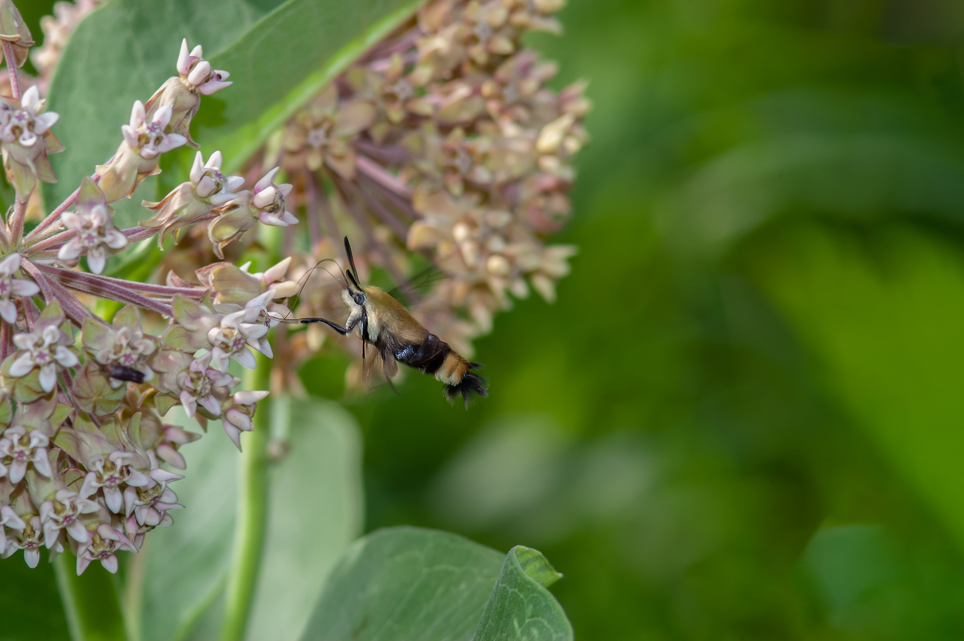 Snowberry Clearwing Moth