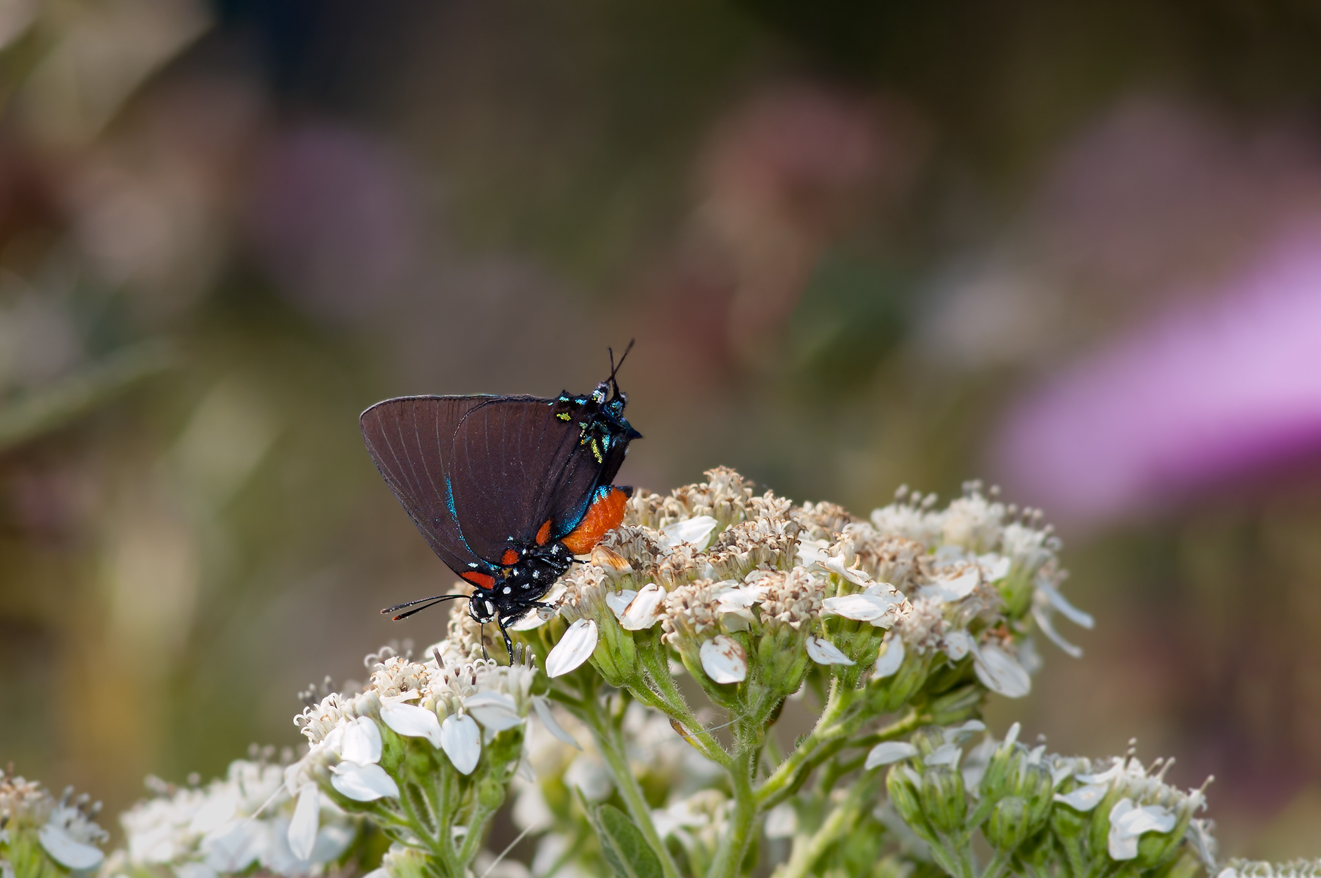 Great Purple Hairstreak Butterfly