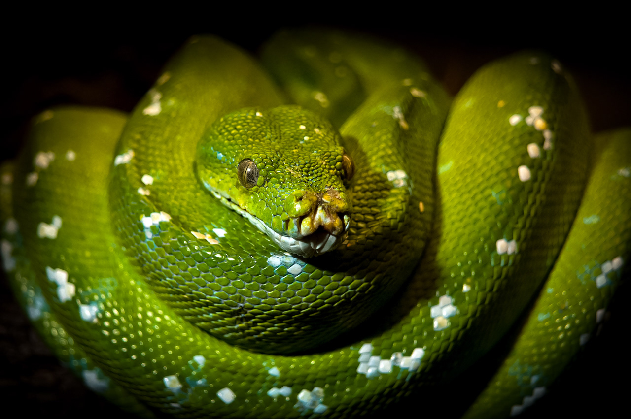 Emerald Tree Boa