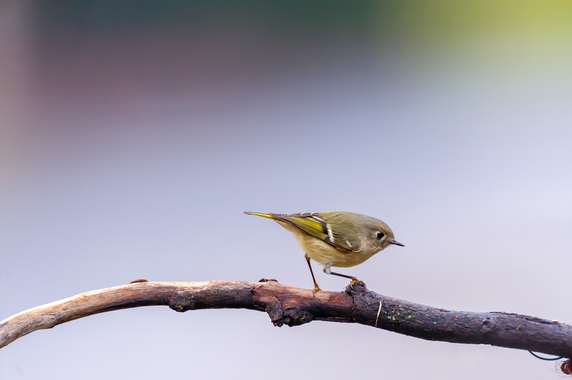 Ruby-crowned Kinglet (Regulus calendula))