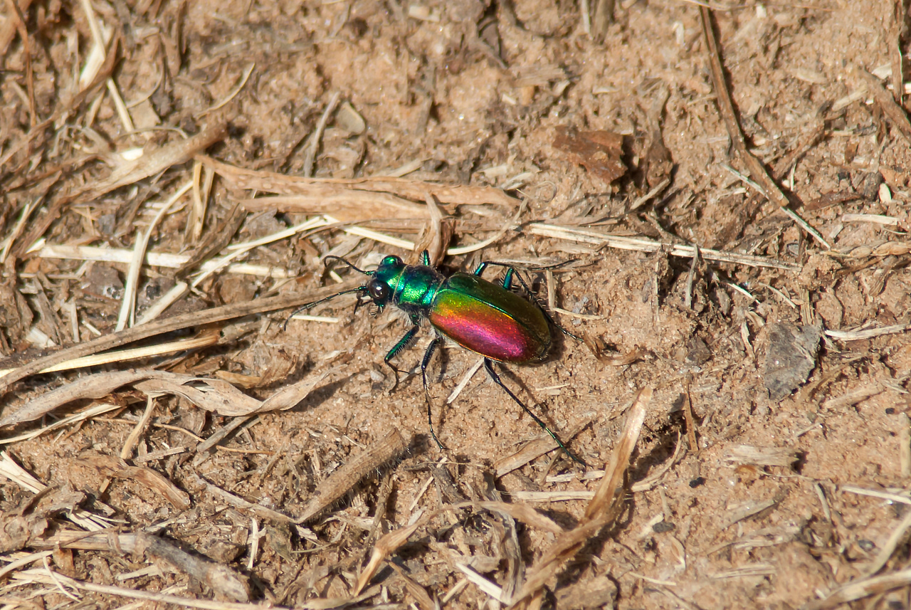 Tiger Beetle