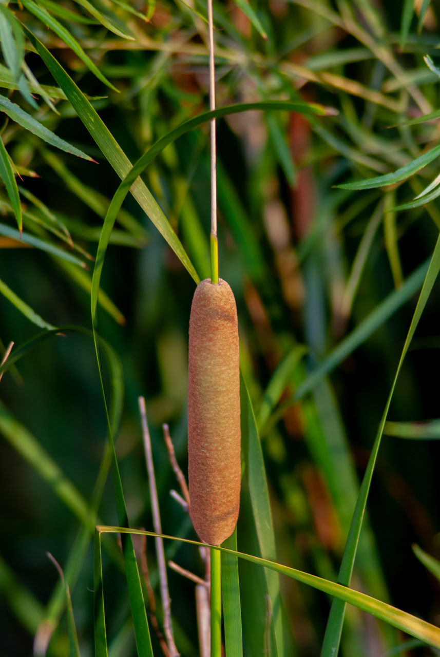 Cattail