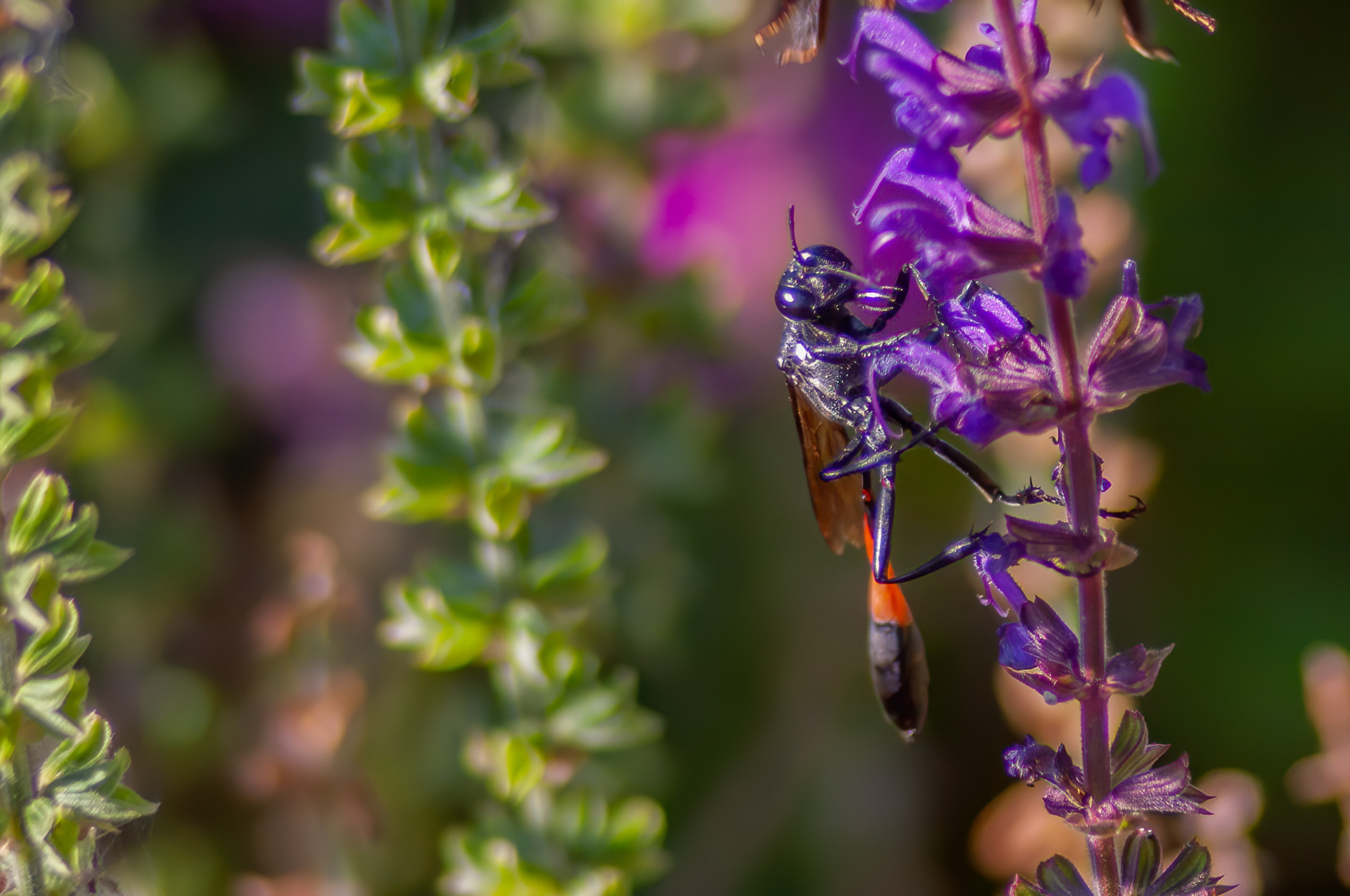 Aztec Thread-waisted Wasp (Ammophila procera)