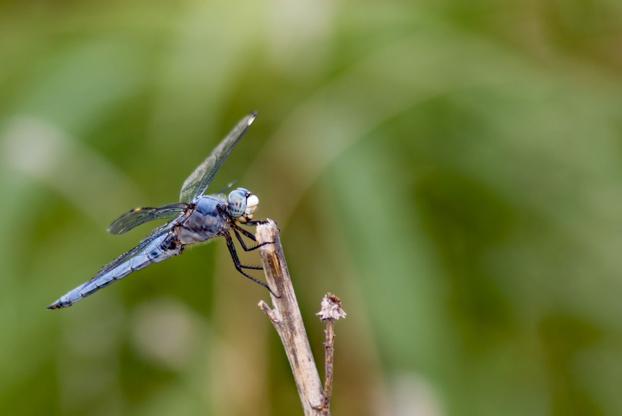 Comanche Skimmer Dragonfly