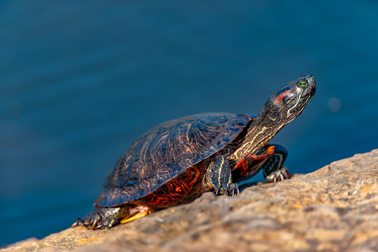 Red-eared Turtle