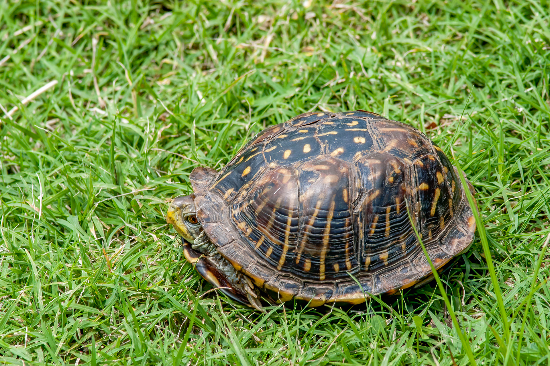 Ornate Box Turtle (Terrapene ornata ornata)