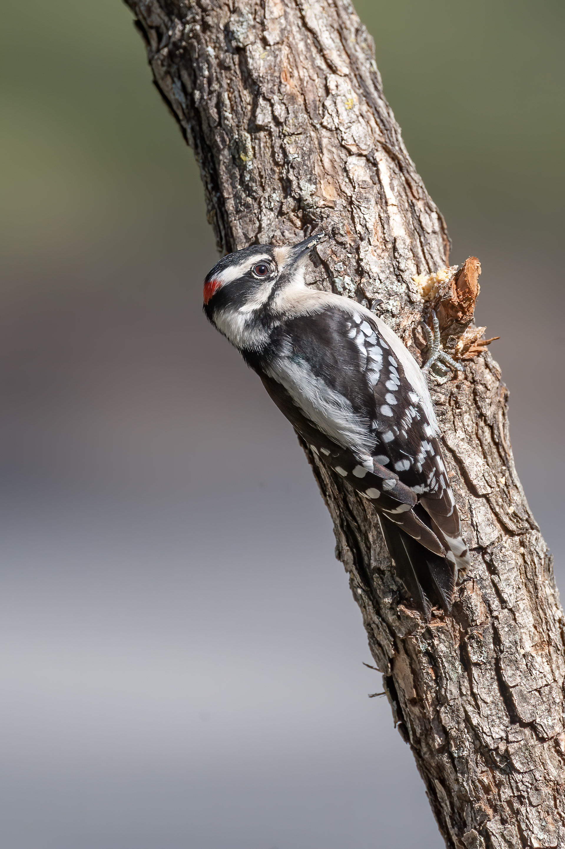 Downy Woodpecker - Male