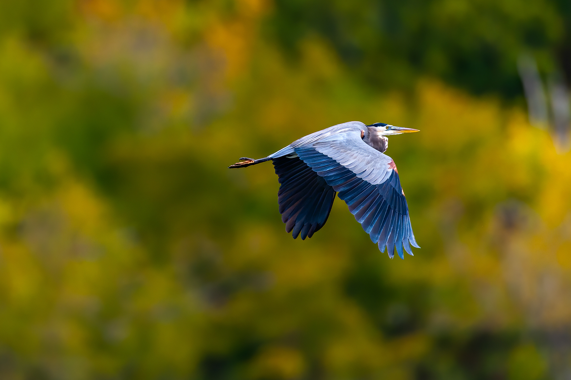Great Blue Heron (Ardea herodias)