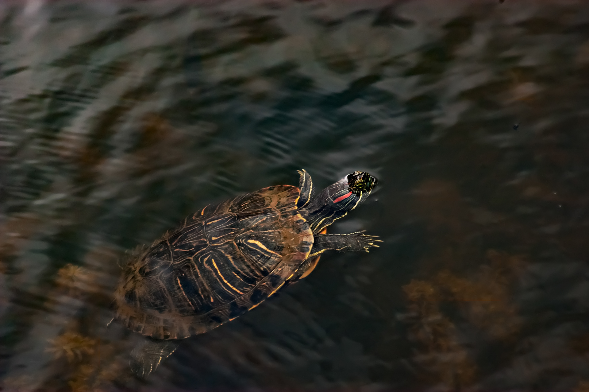 Red-eared Slider (Trachemys scripta elegans)