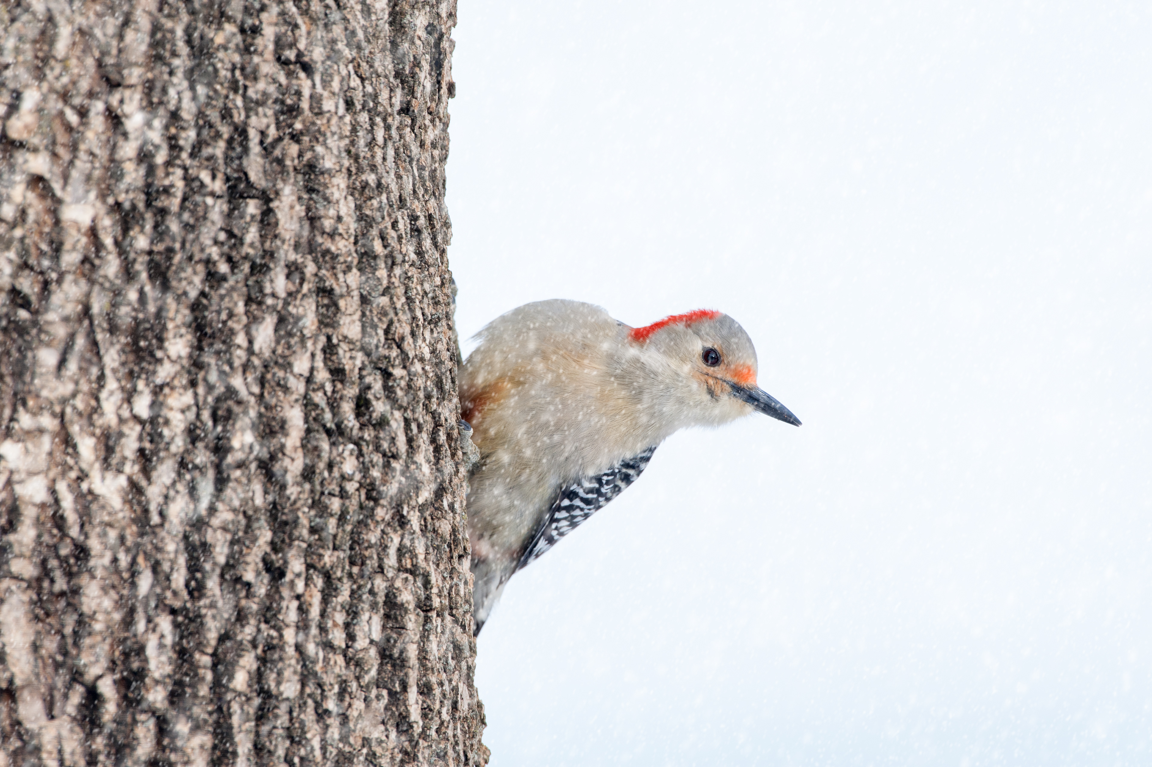 Red-bellied Woodpecker