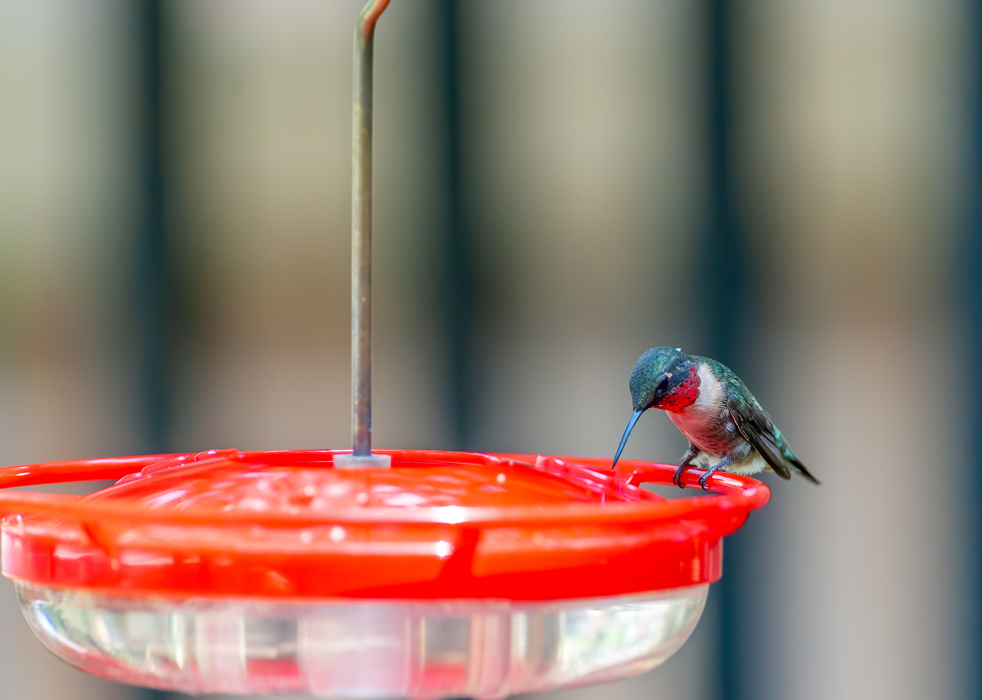 Ruby-throated Hummingbird - Male (Archilochus colubris))
