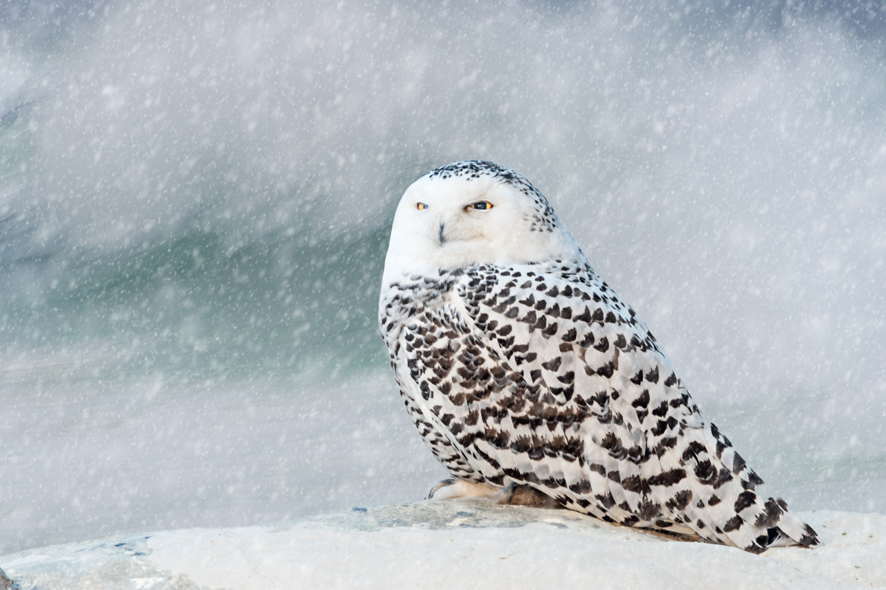 Snowy Owl in snow