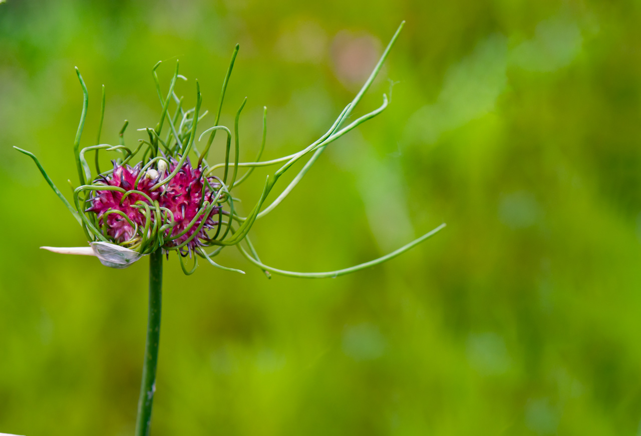 Wild Onion