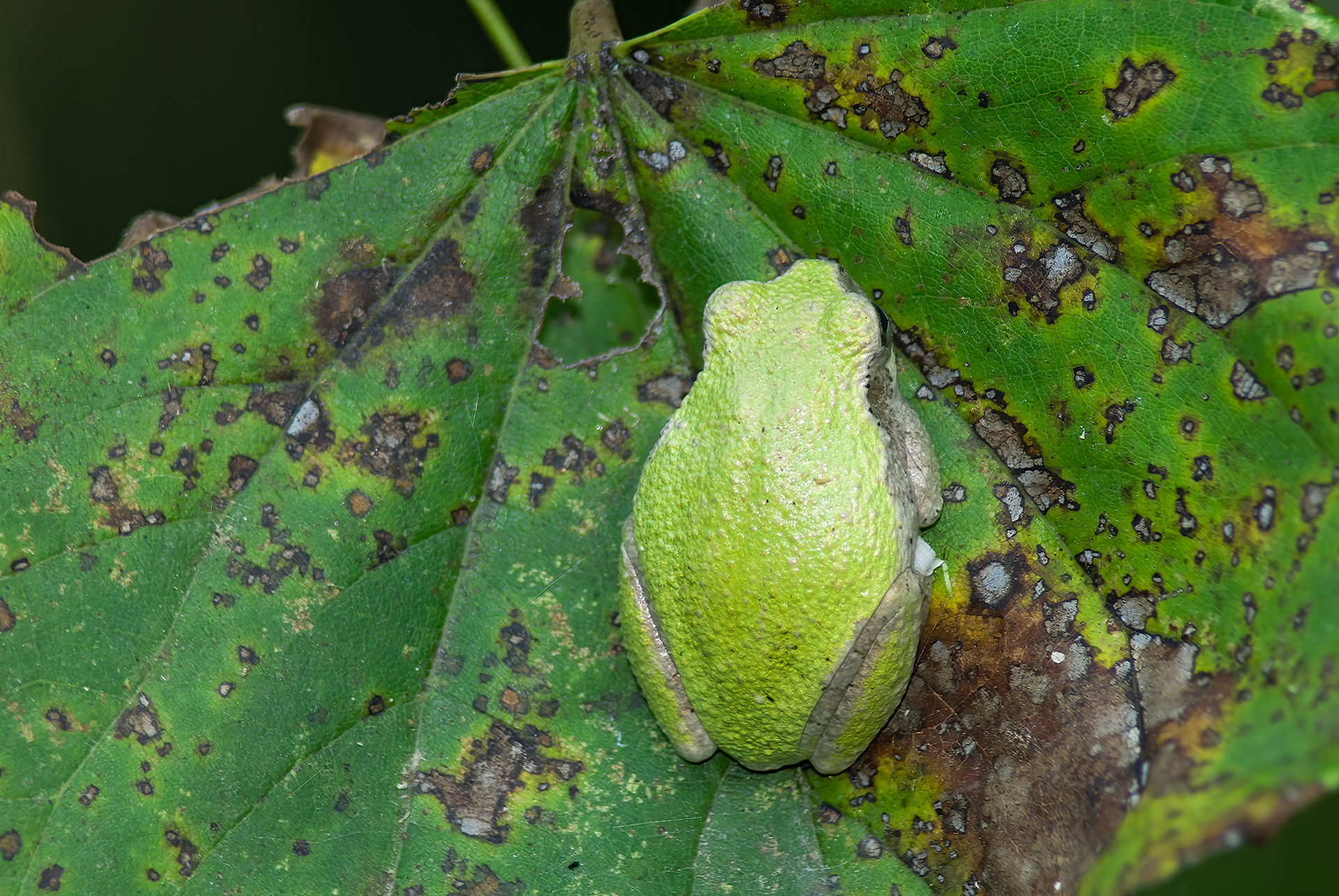 Green Treefrog (Hyla cinerea)