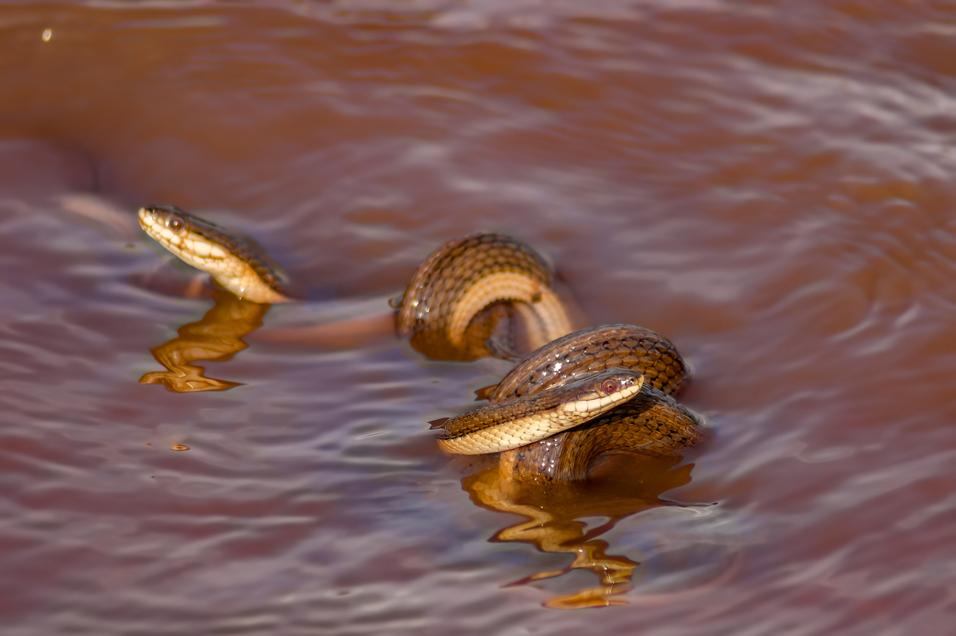 Graham's Crayfish Snake (Regina grahamii)
