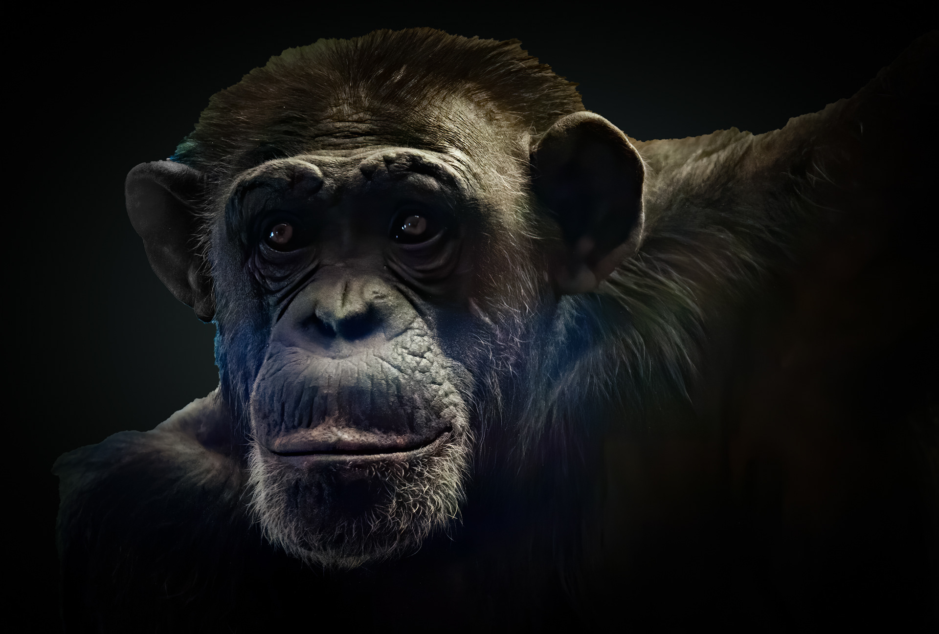 Chimpanze