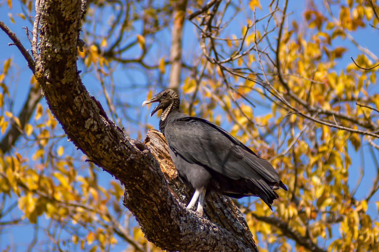 Black Vulture