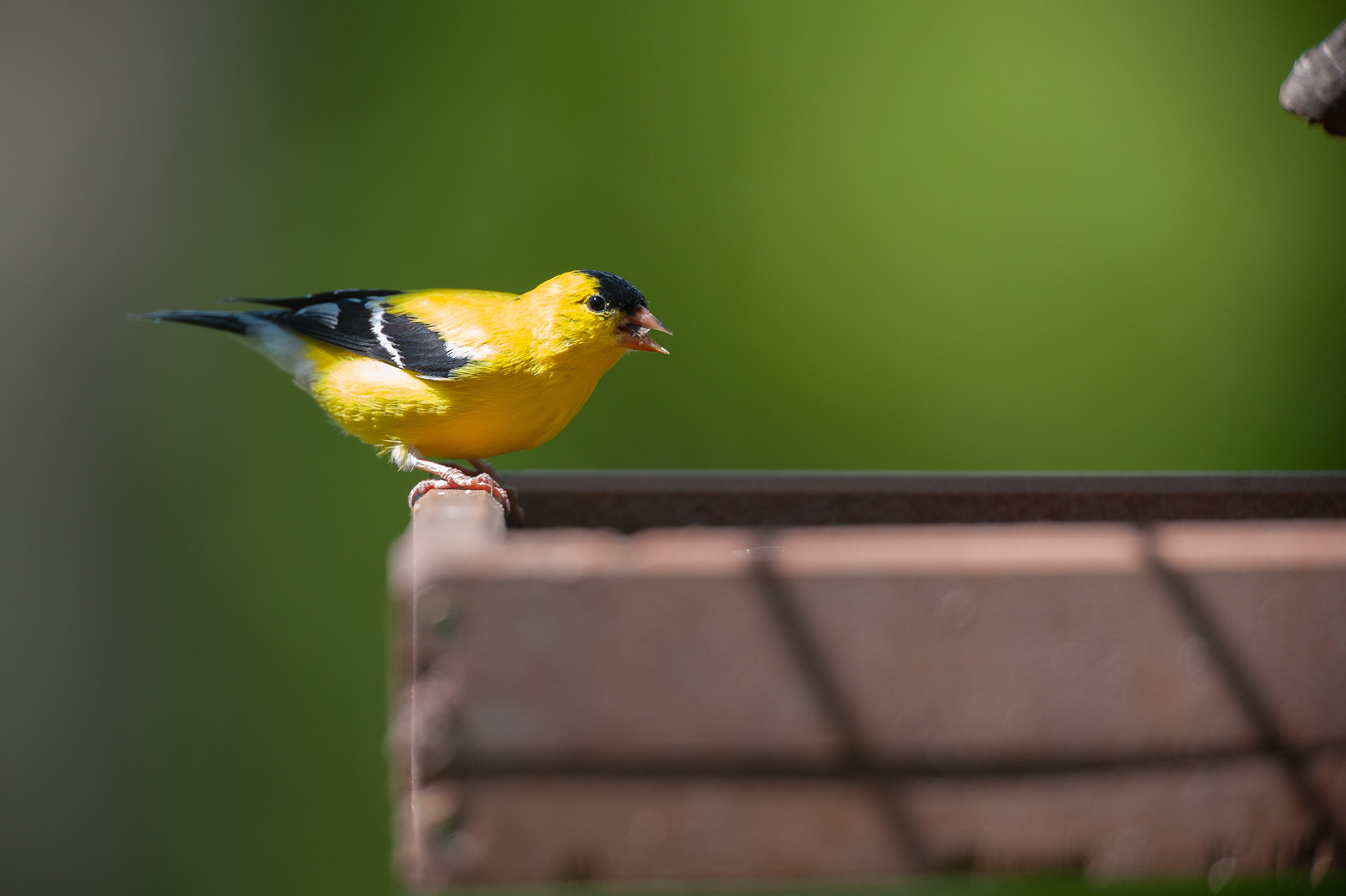 American Goldfinch - Male (Spring)
