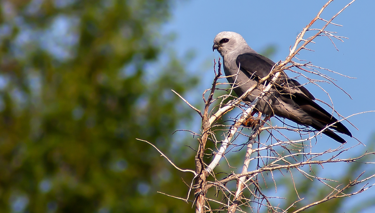 Mississippi Kite