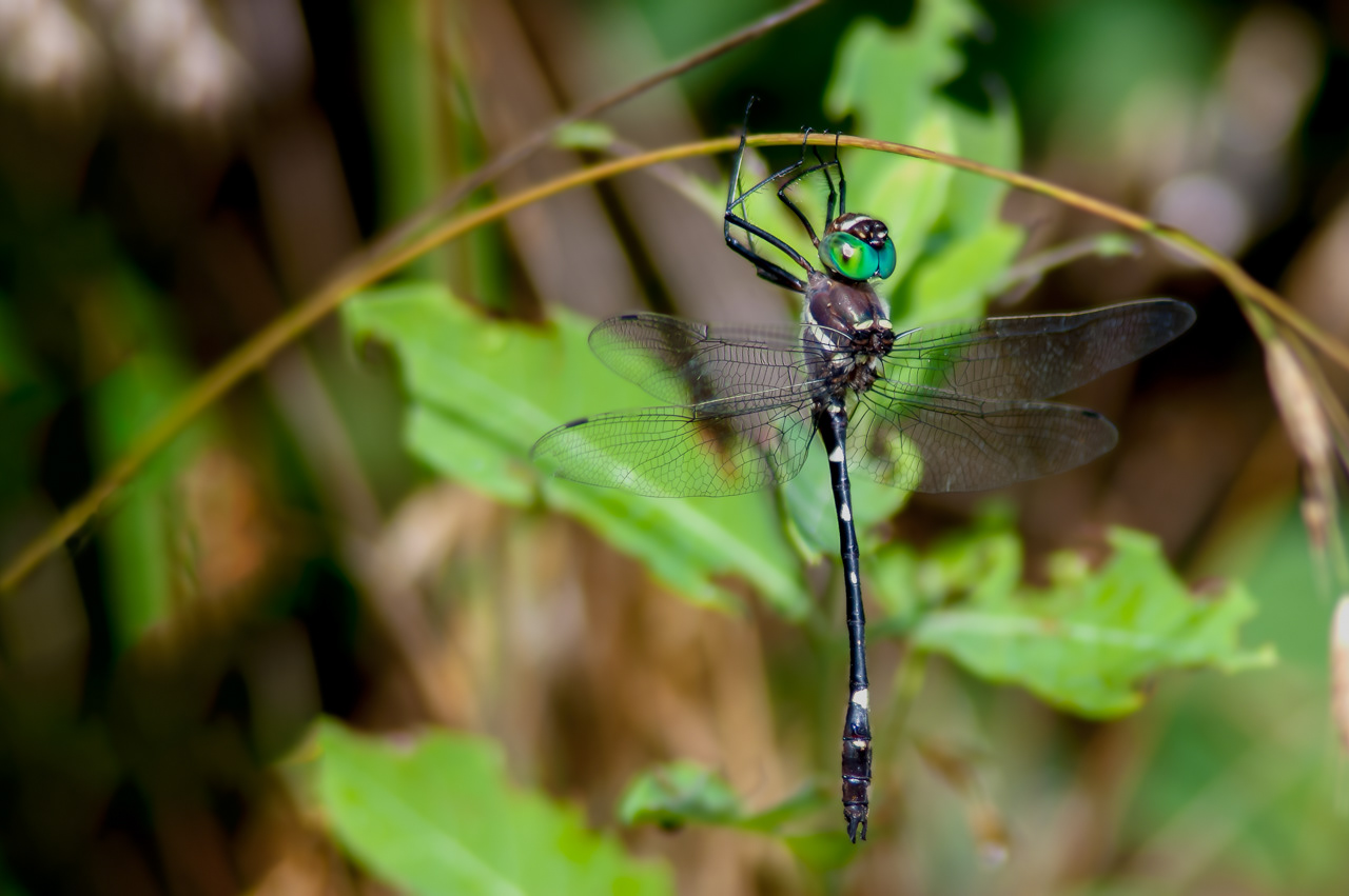 Swift River Cruiser Dragonfly