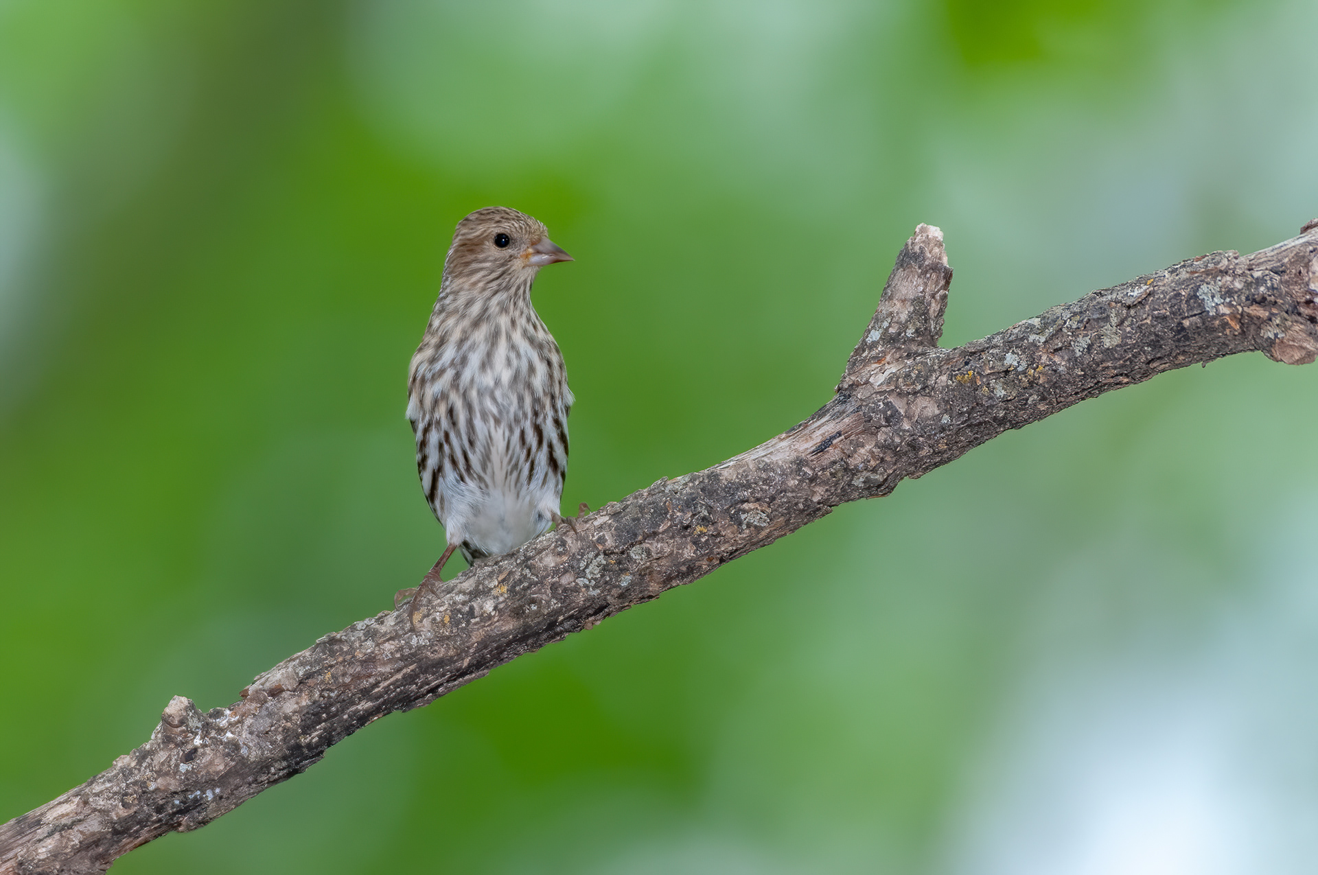 Pine Siskin (Spinus pinus)