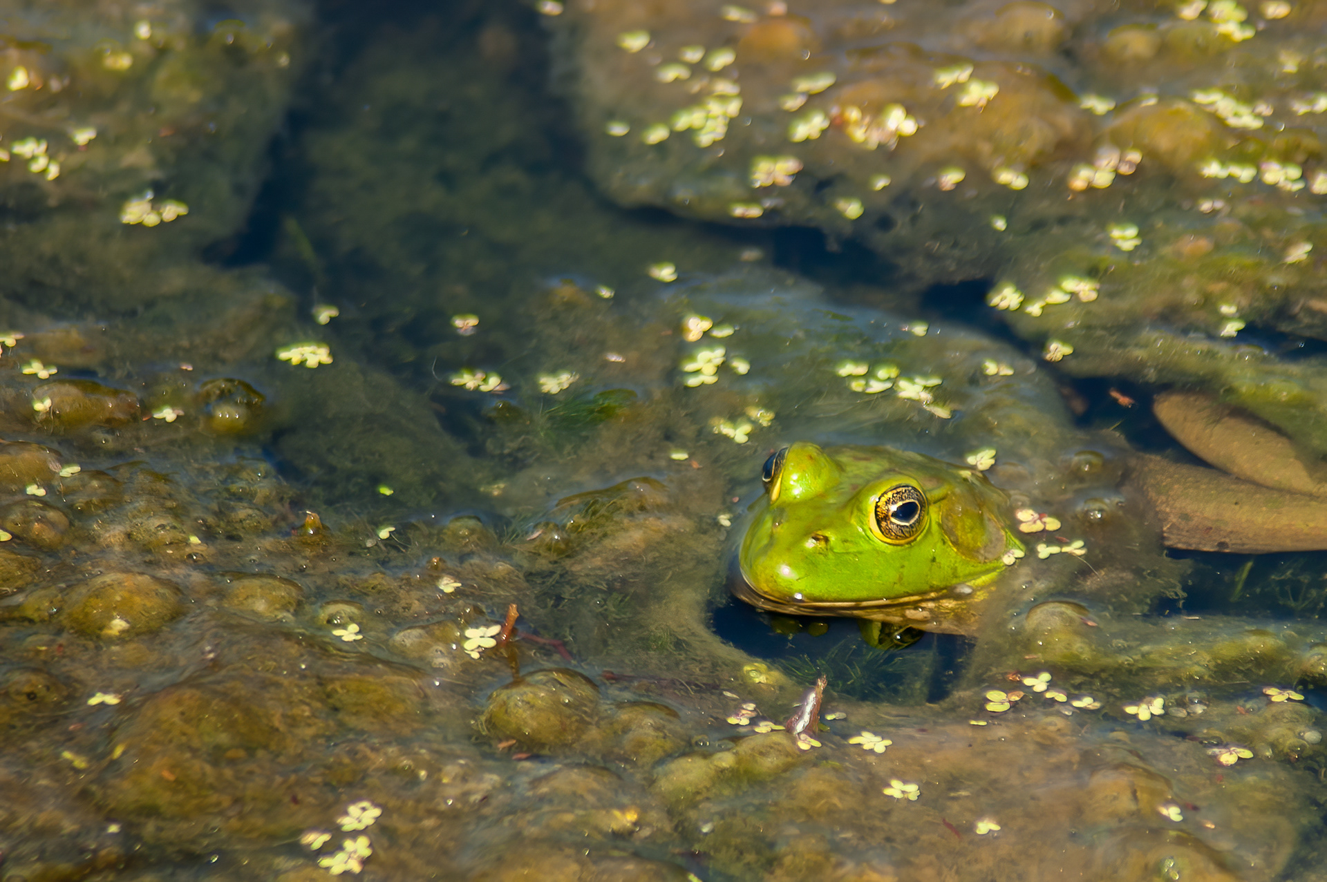 American Bullfrog (Lithobates catesbeianus)