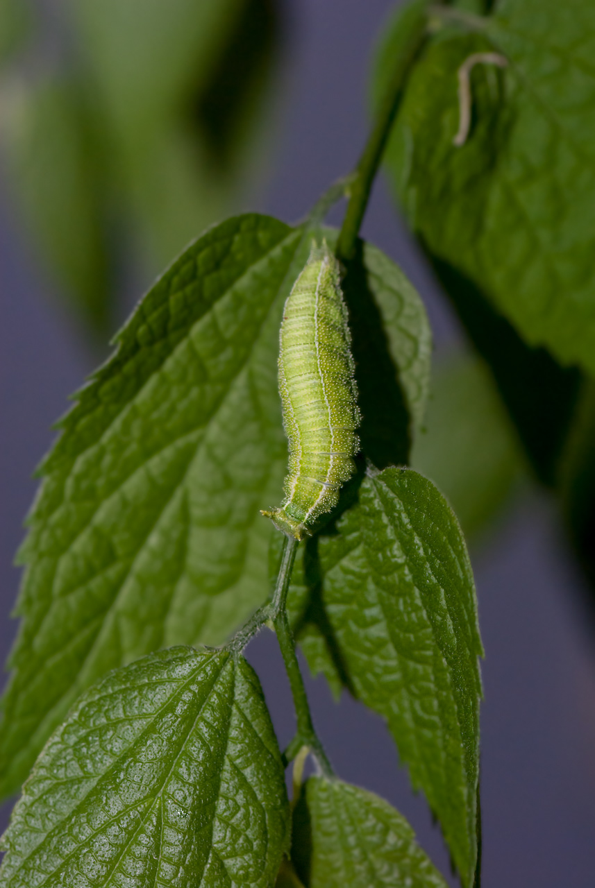 Tawny Emperor Butterfly Caterpillar