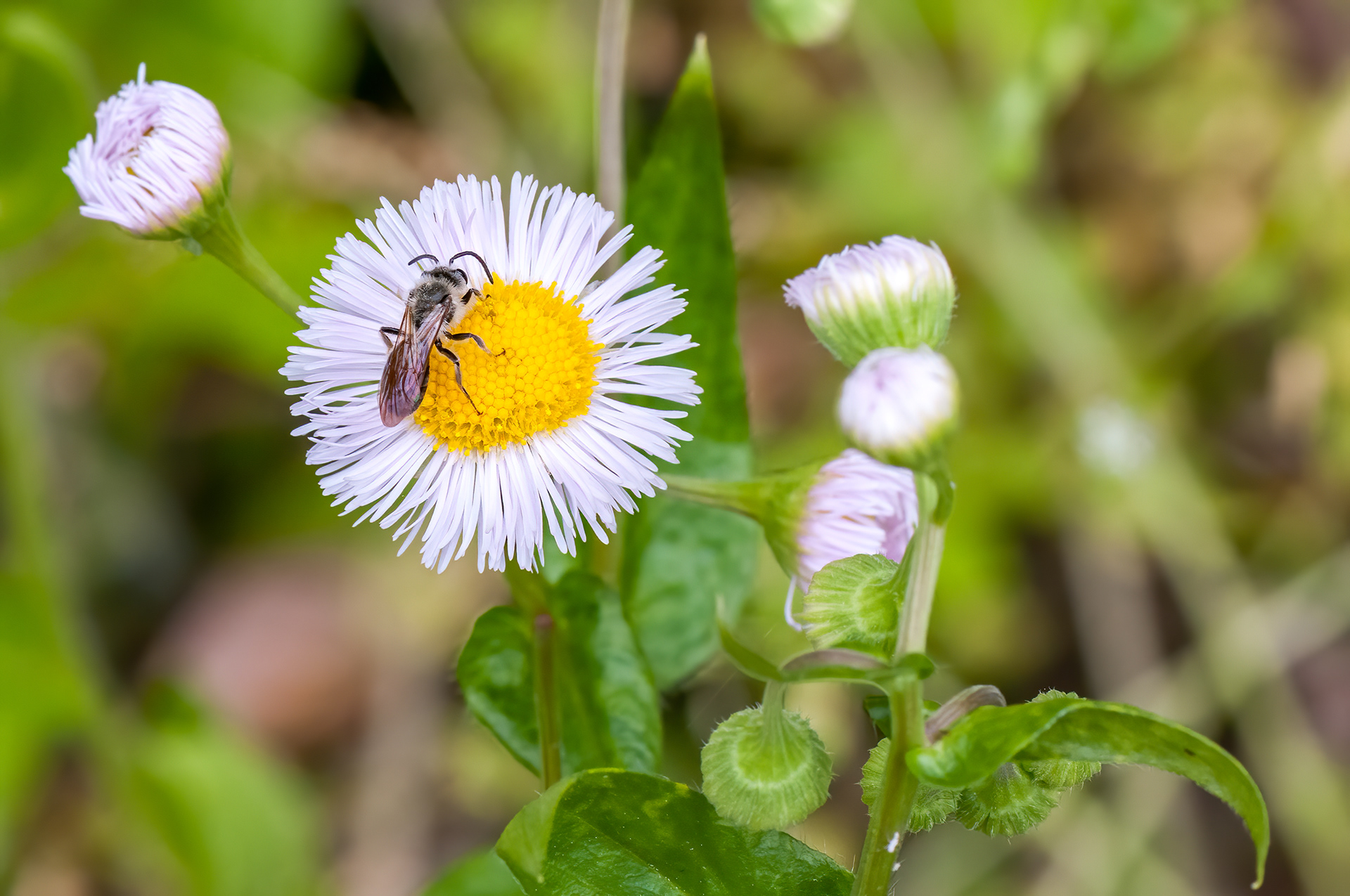 Leaf Cutting Fee (Megachile rotundata)