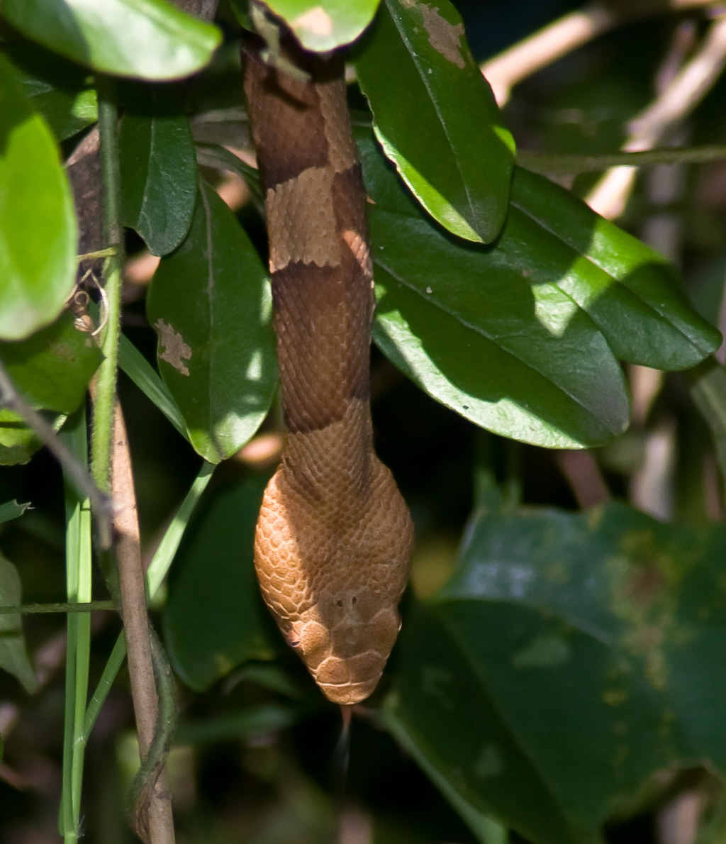 **Eastern Copperhead (Agkistrodon contortrix)
