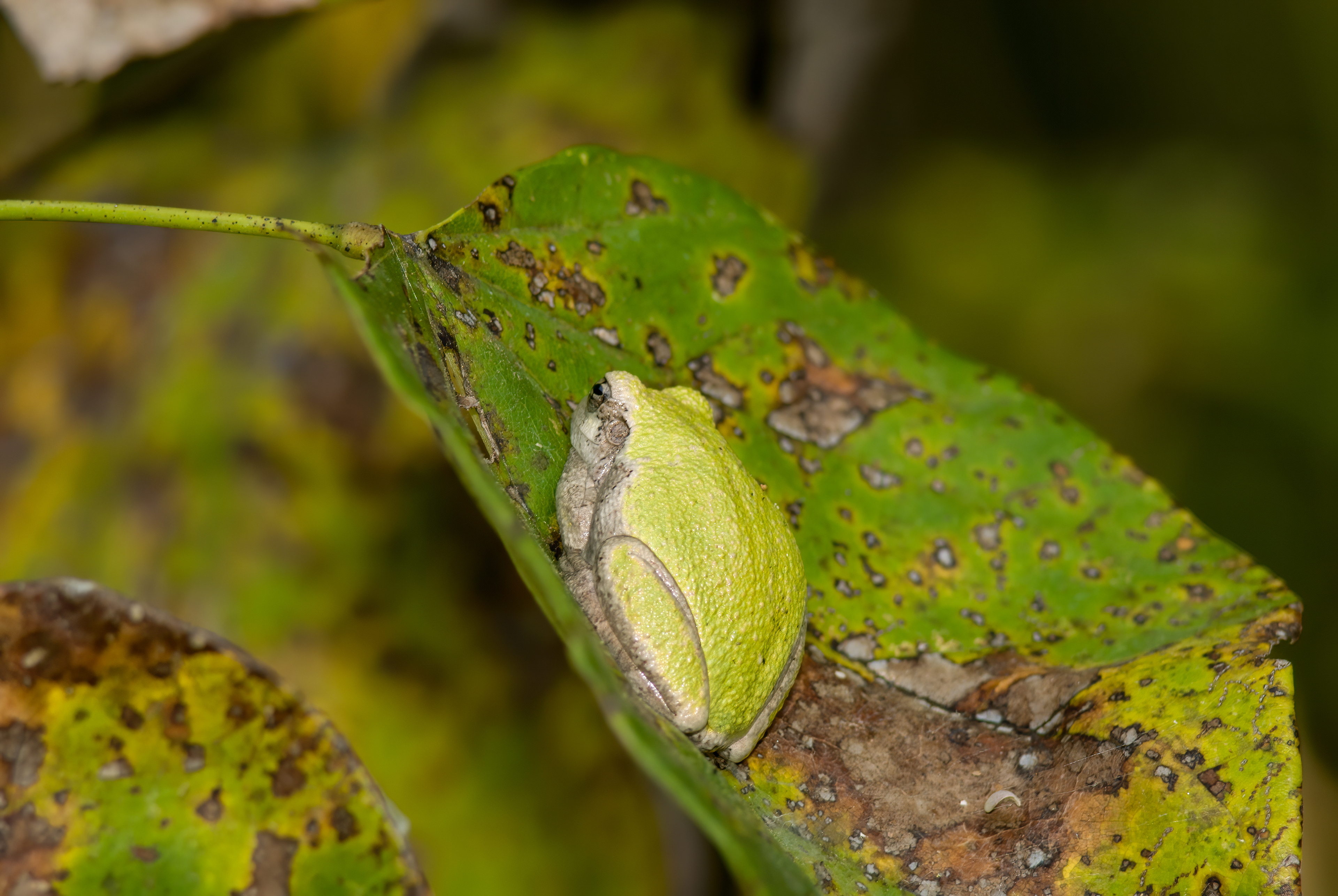 Green Treefrog (Hyla cinerea)