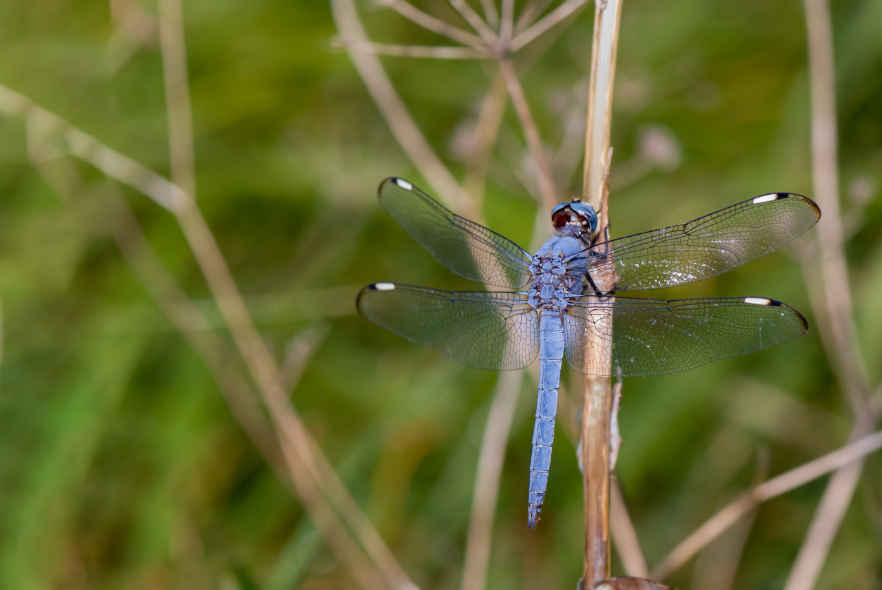Comanche Skimmer Dragonfly