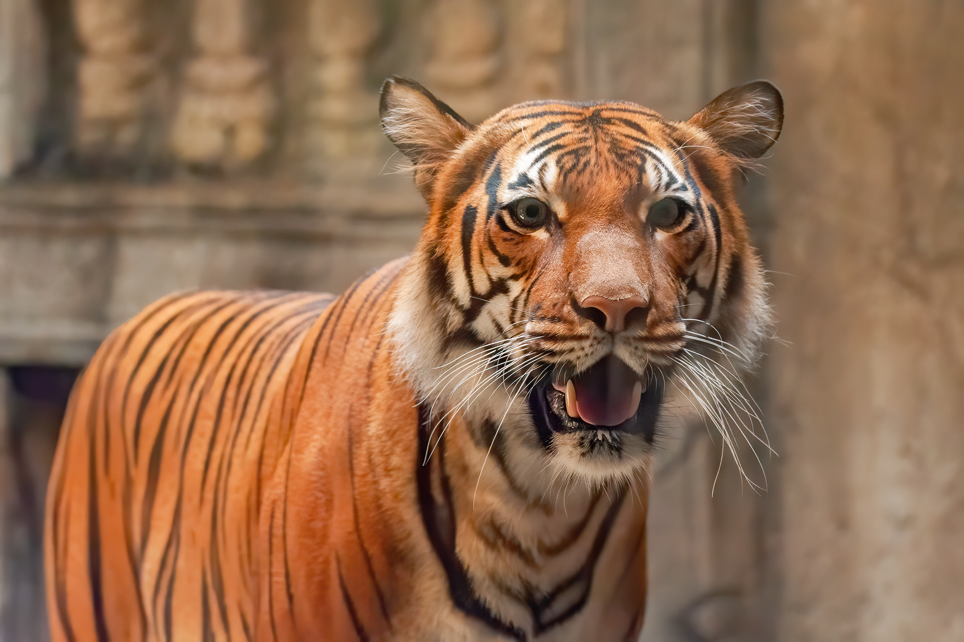 Sumatran Tiger