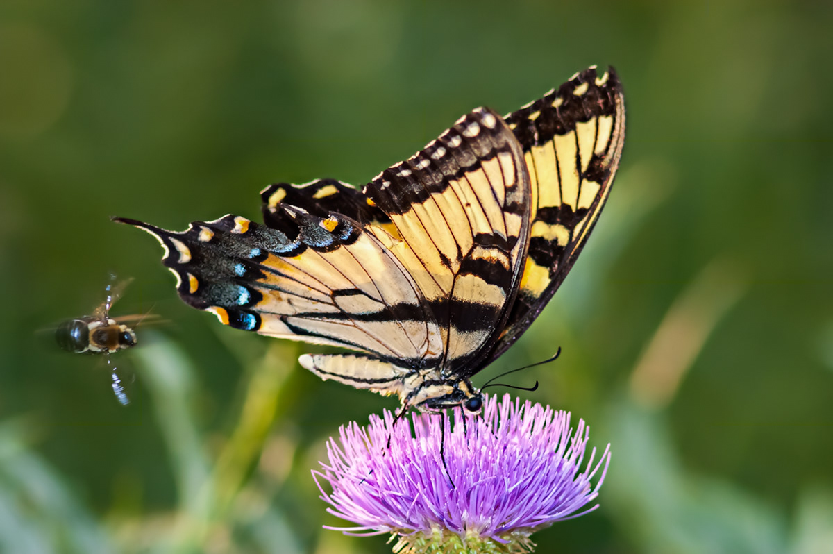 Wildeyes Images Butterflies of Oklahoma