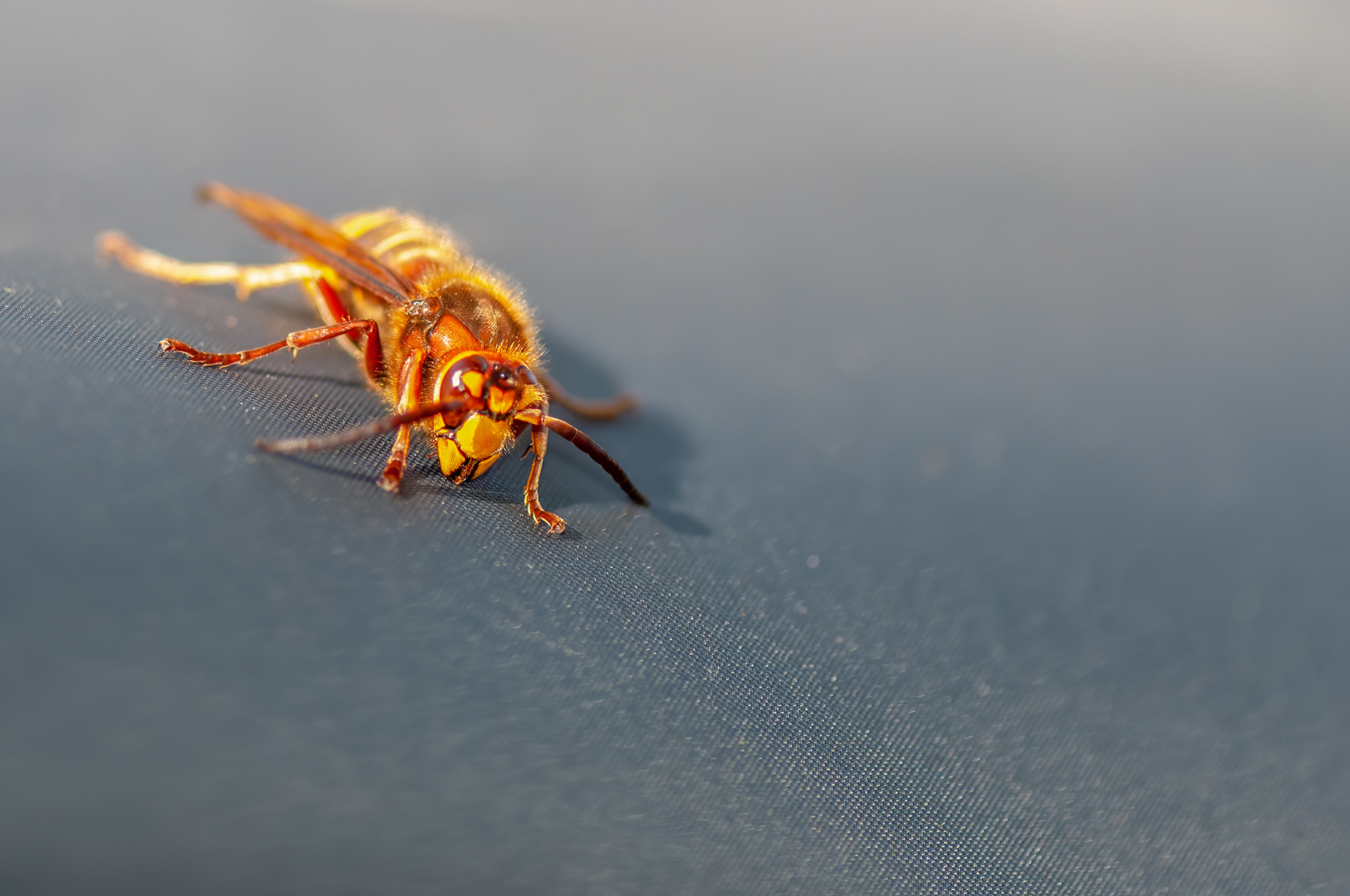 European Hornet (Vespa crabro)