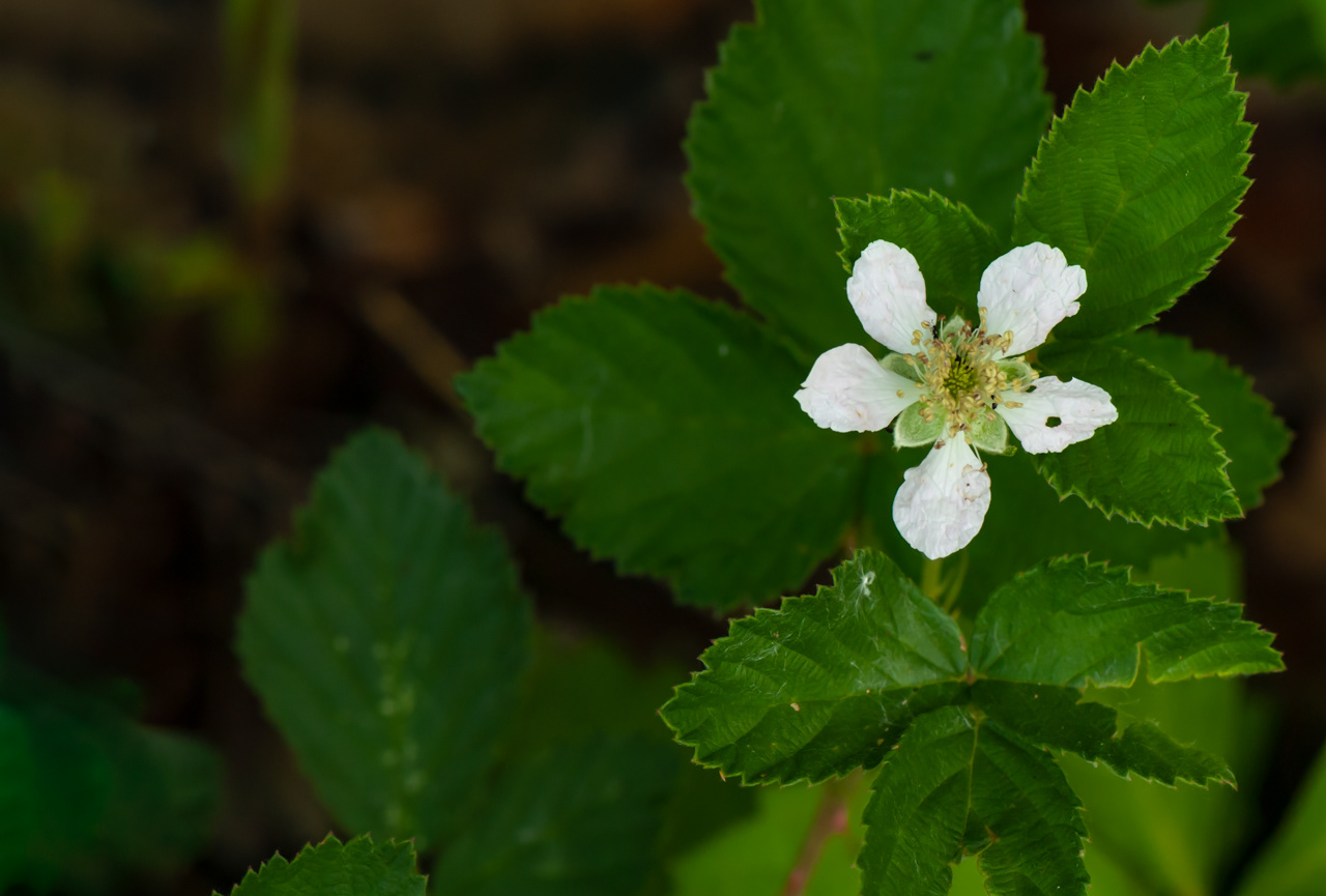 Wild Strawberry Plant In Bloom